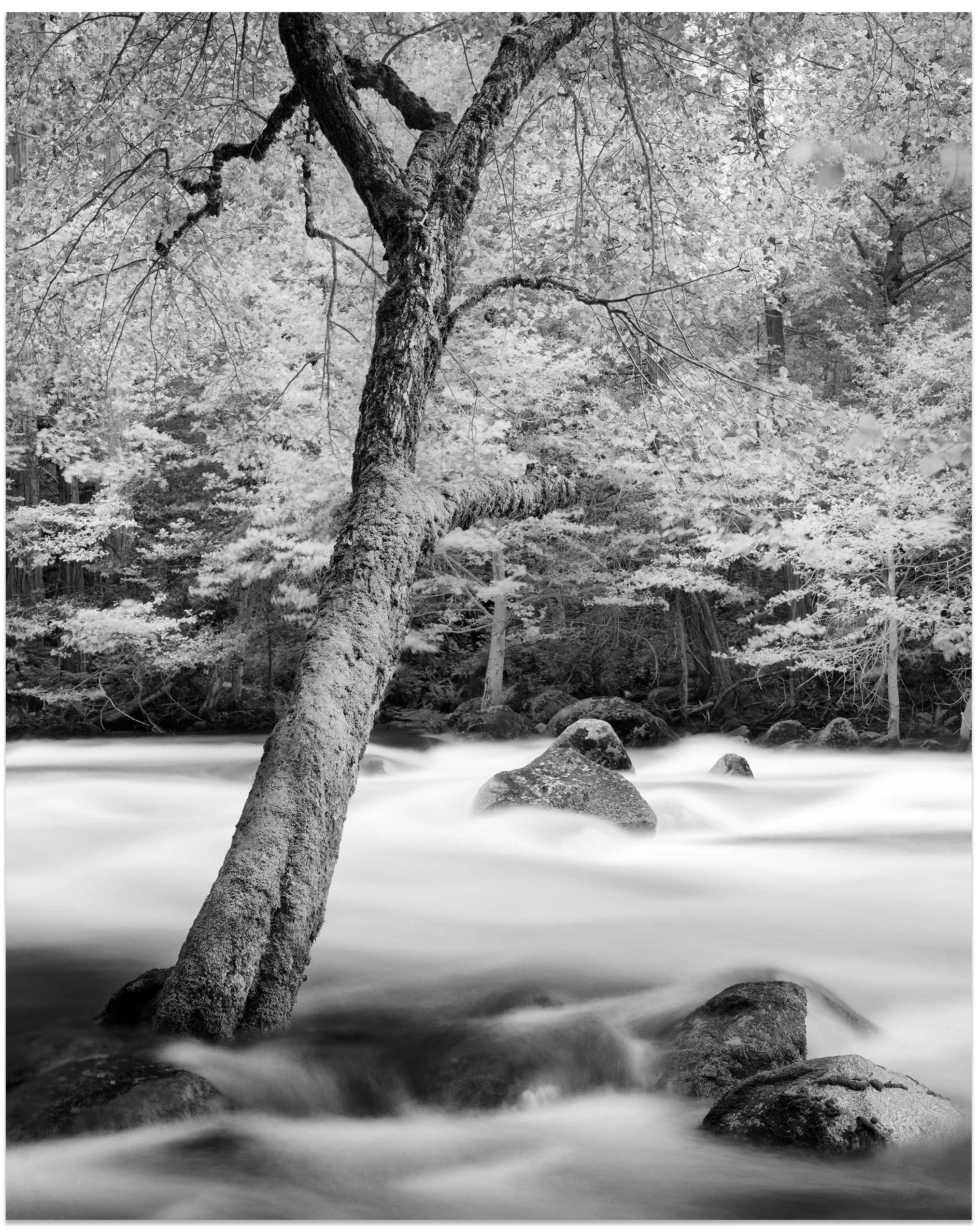 Spring Tree & Boulders