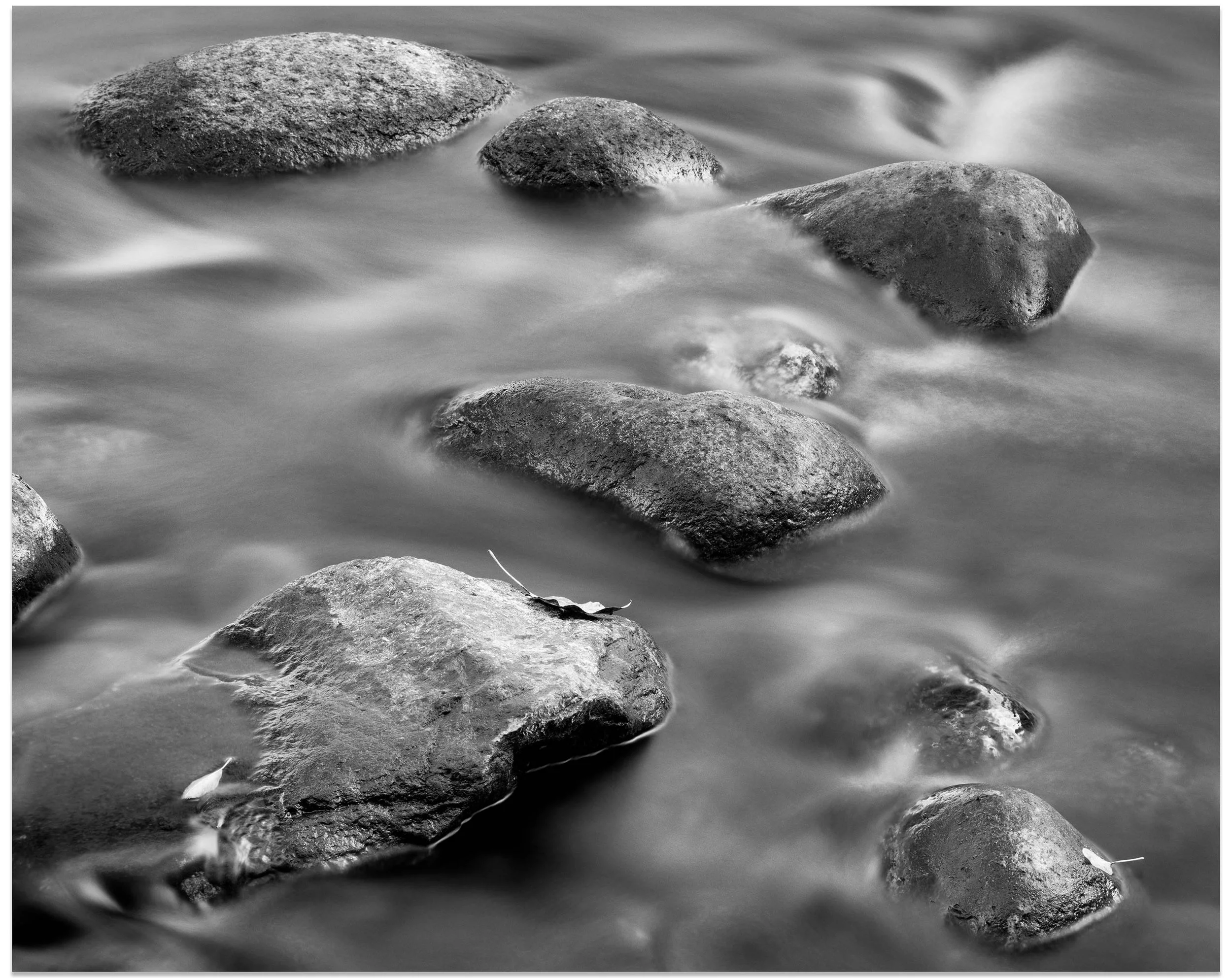 Three Leaves in Merced