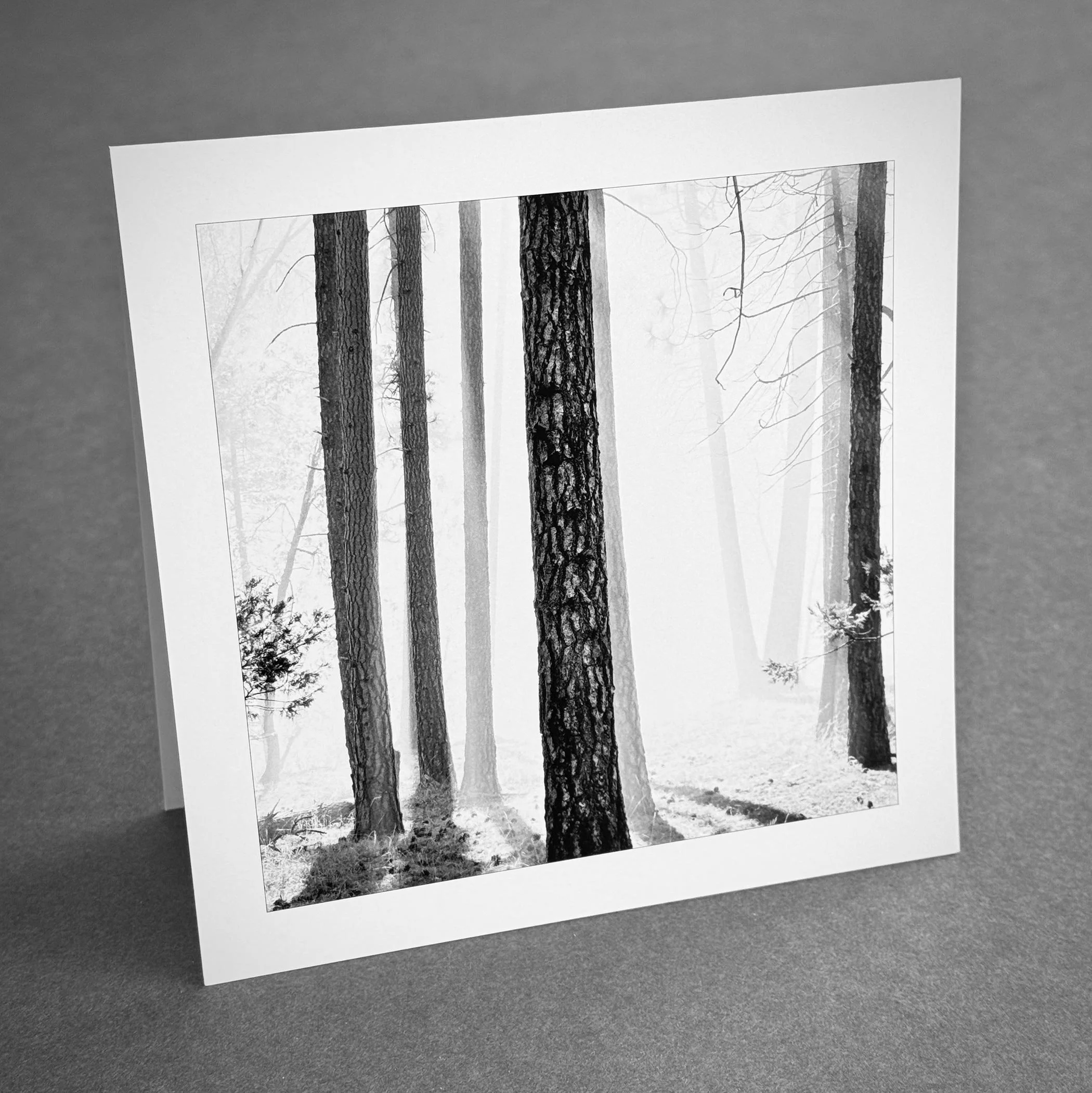 Trees in Morning Fog