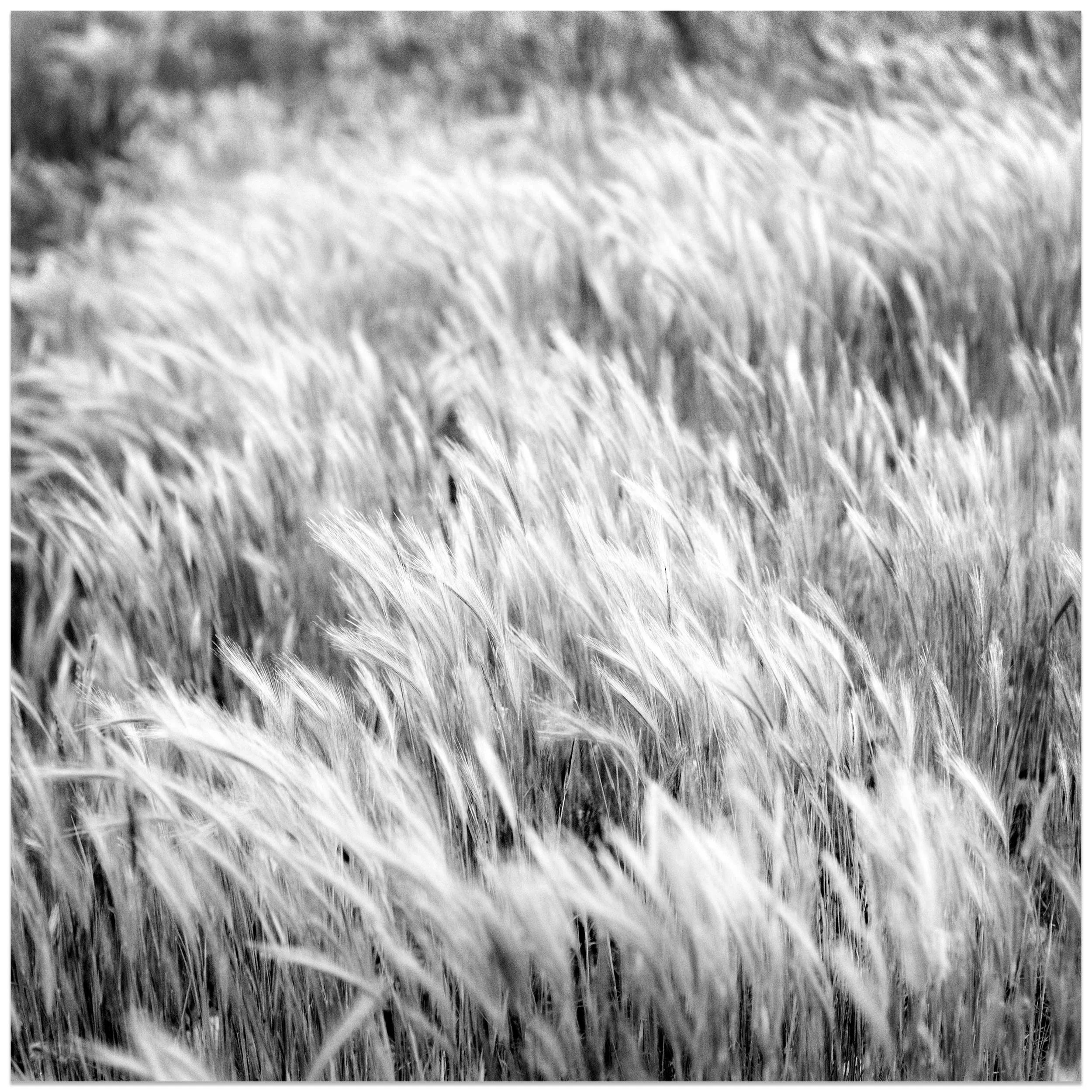 Summer Grasses