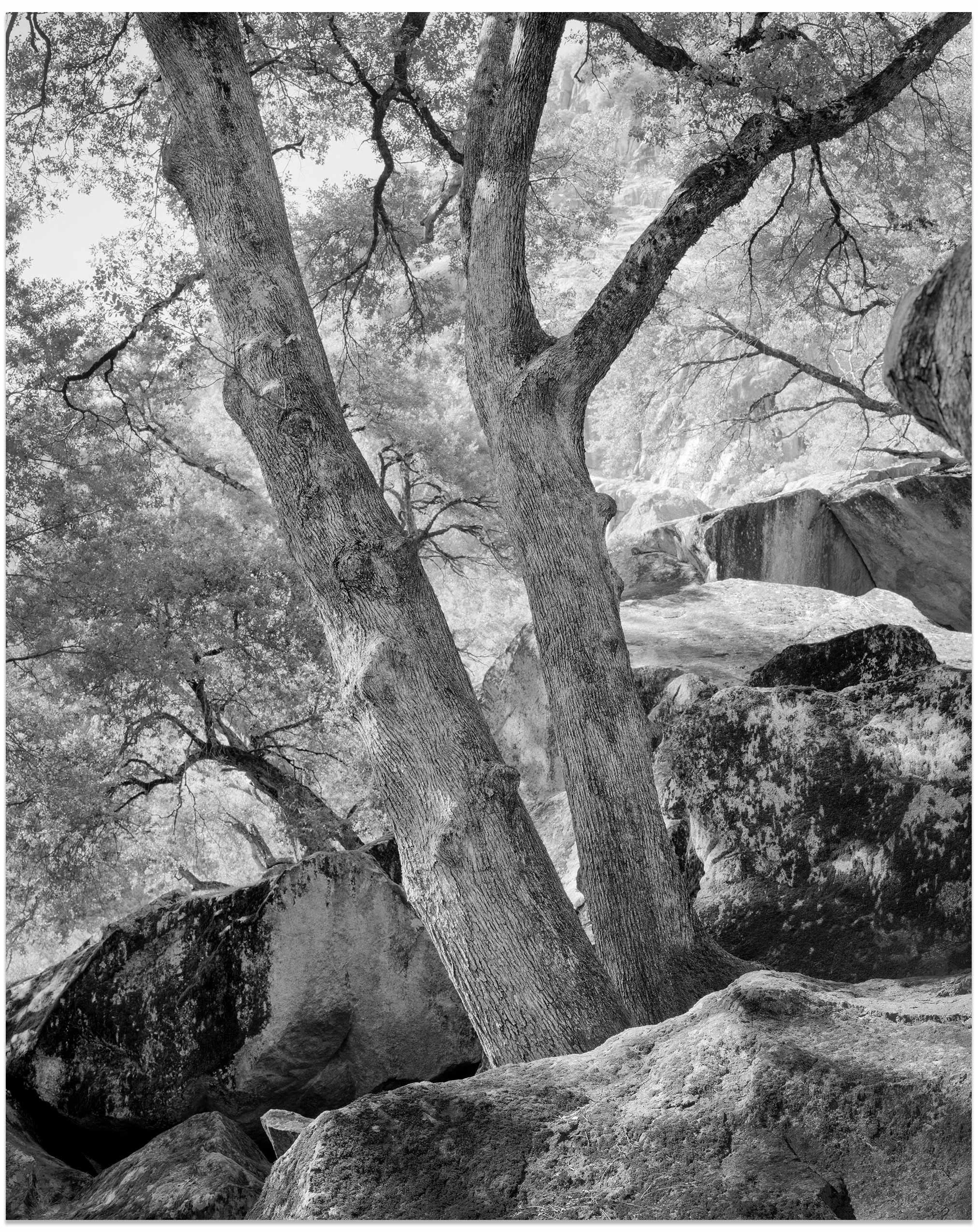 Life Amongst the Boulders