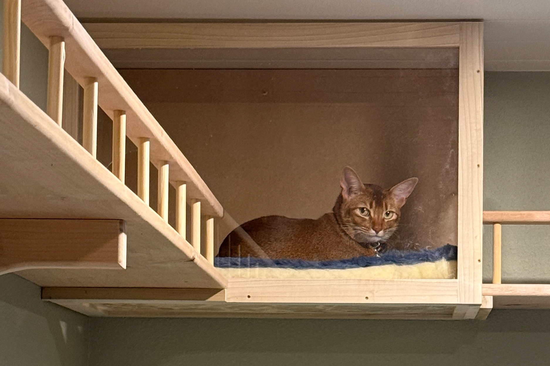 A brown tabby cat lying inside a wooden cat tree cubby with a blue blanket, looking at the camera.