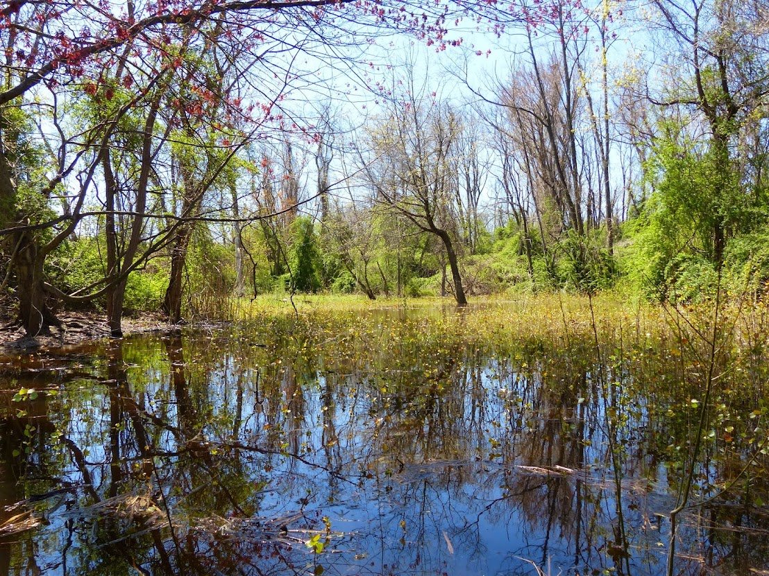 Hempstead Harbor Woods Flooded Meadow in Spring (1).JPG