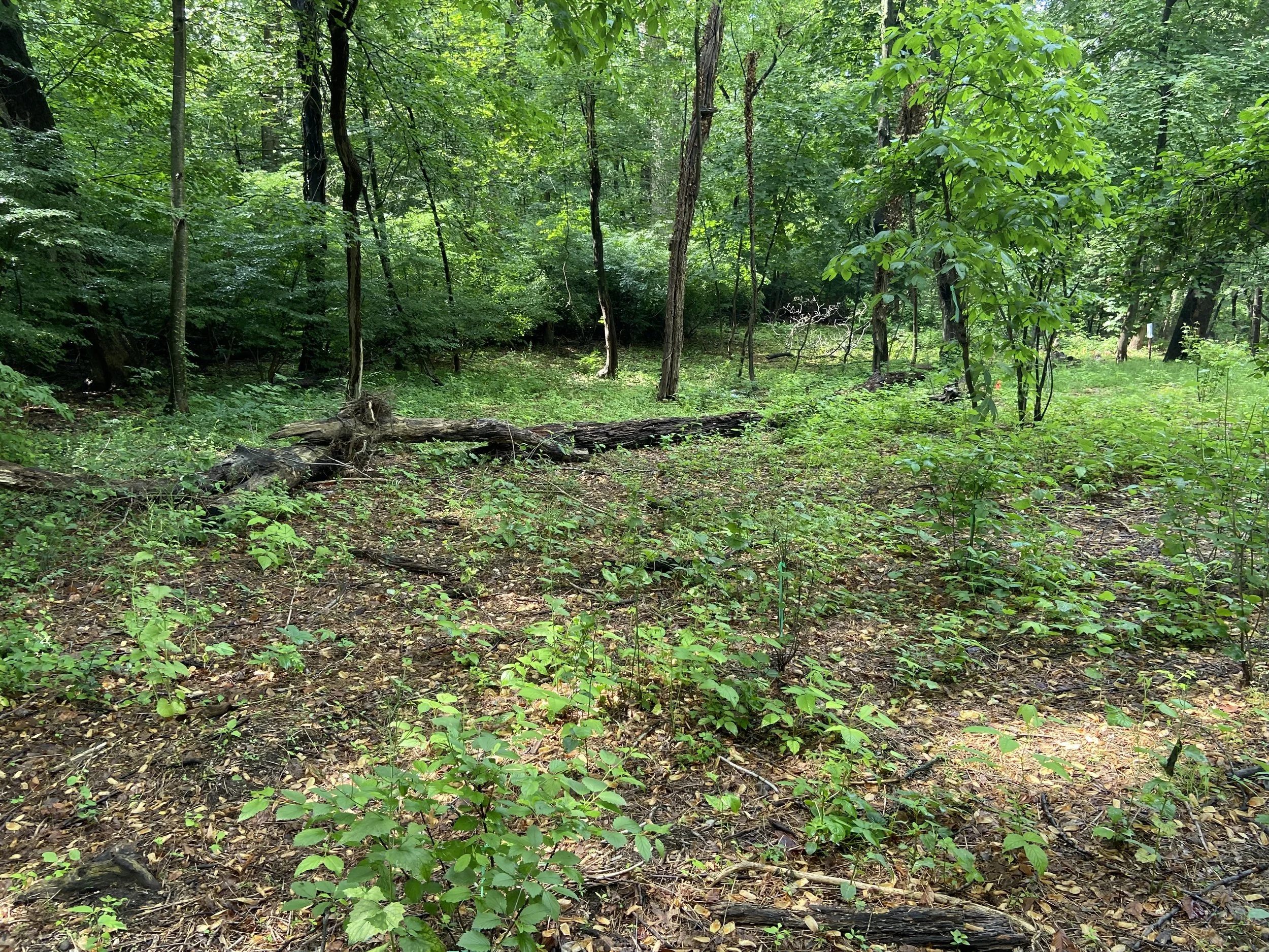 UUCSR forest restoration (2).jpg