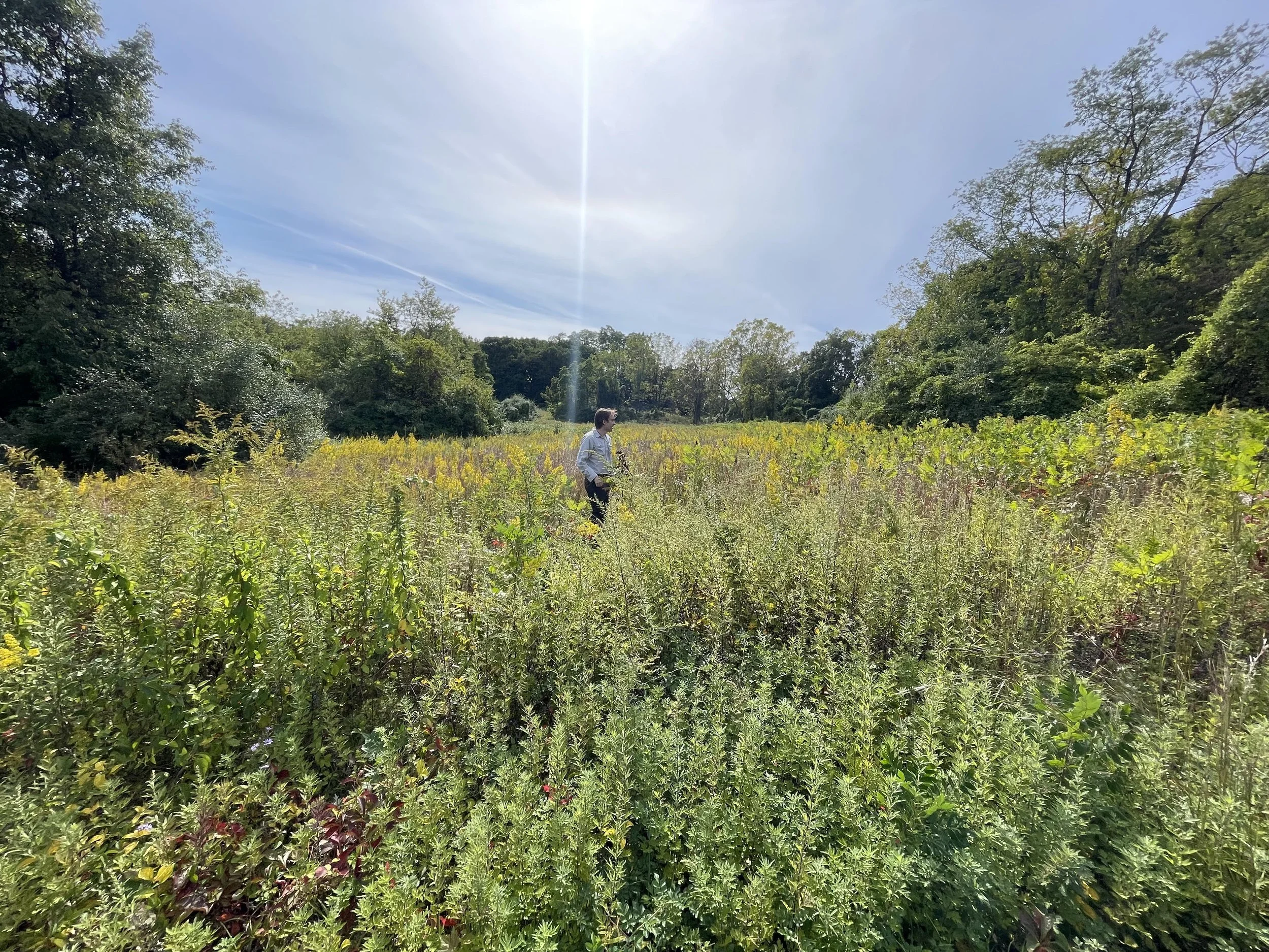 gug meadow promo 2.jpg