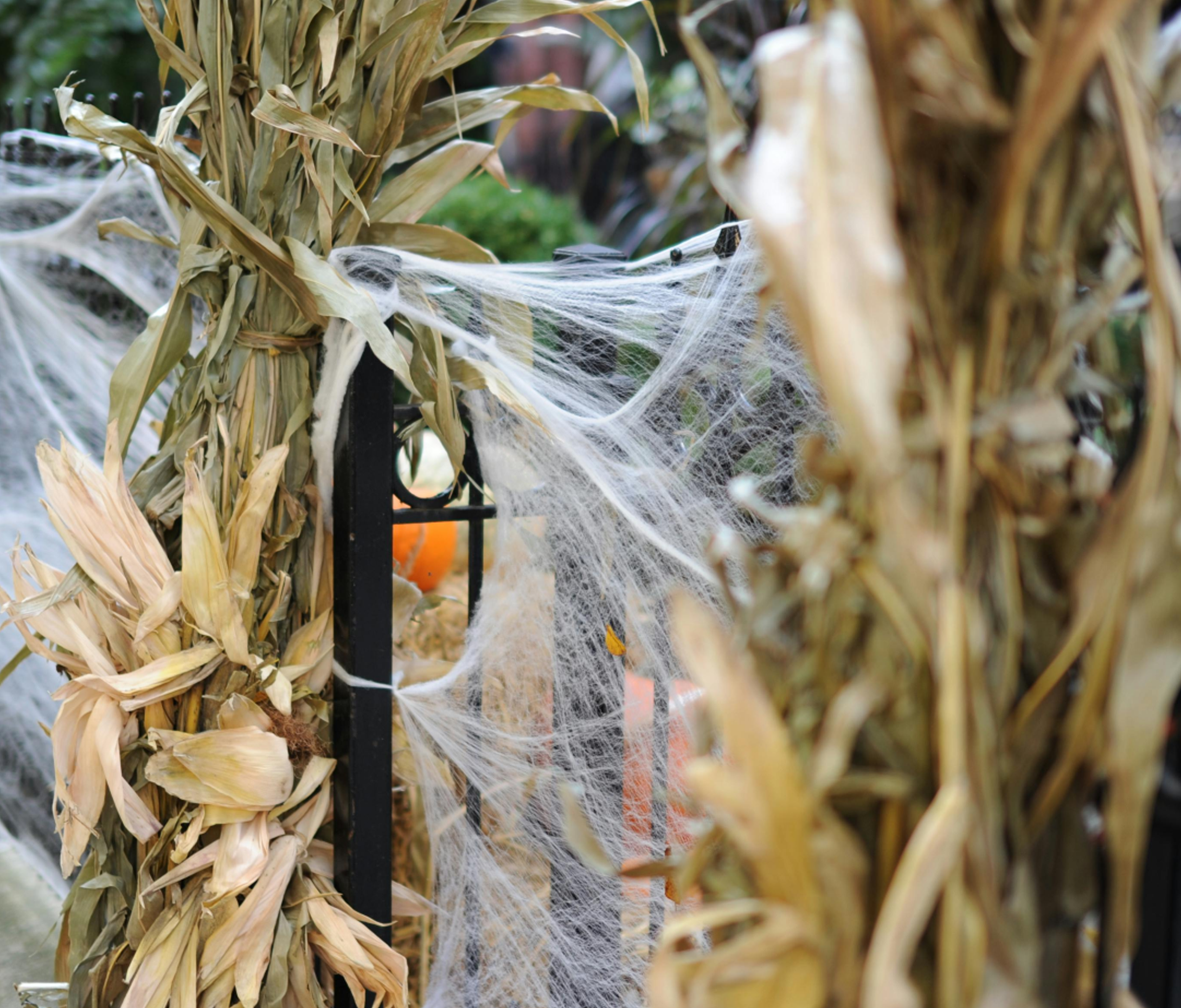 Corn Stalk Bundle - $20 (incl. 2 stalks with ribbon)
