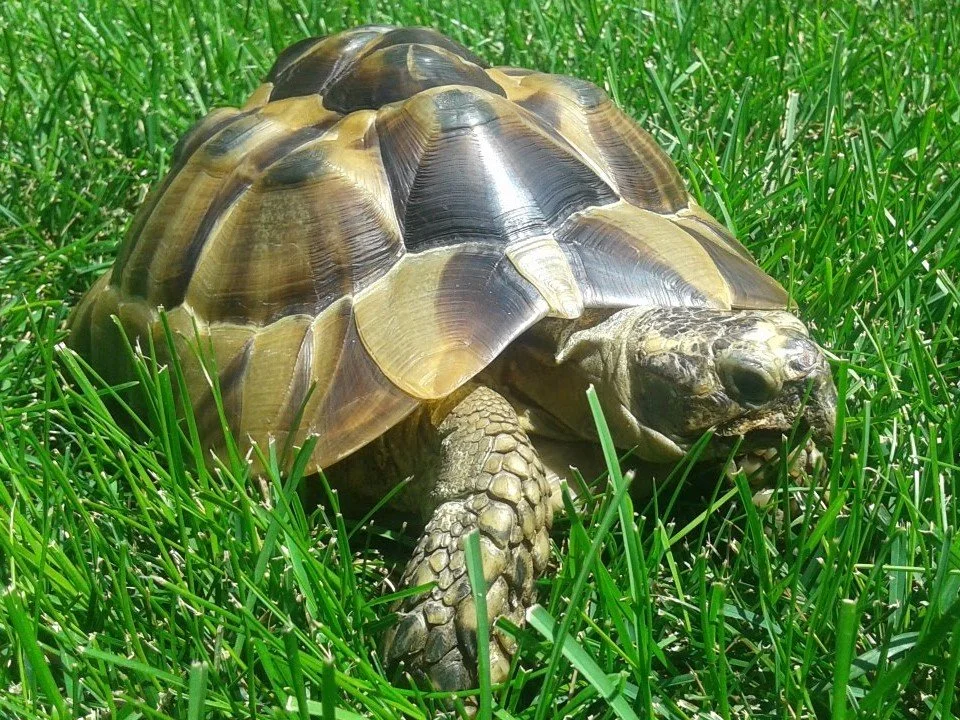 A tortoise walking on green grass in sunlight.