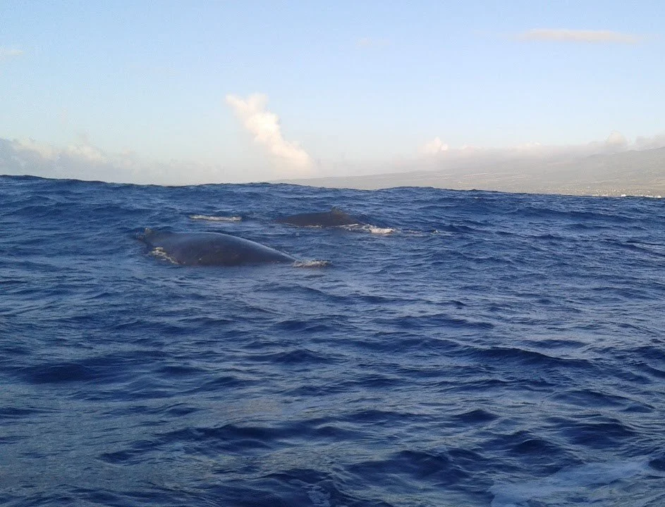 Several whales surfacing at the ocean's surface near a coastline with blue sky and clouds in the background.