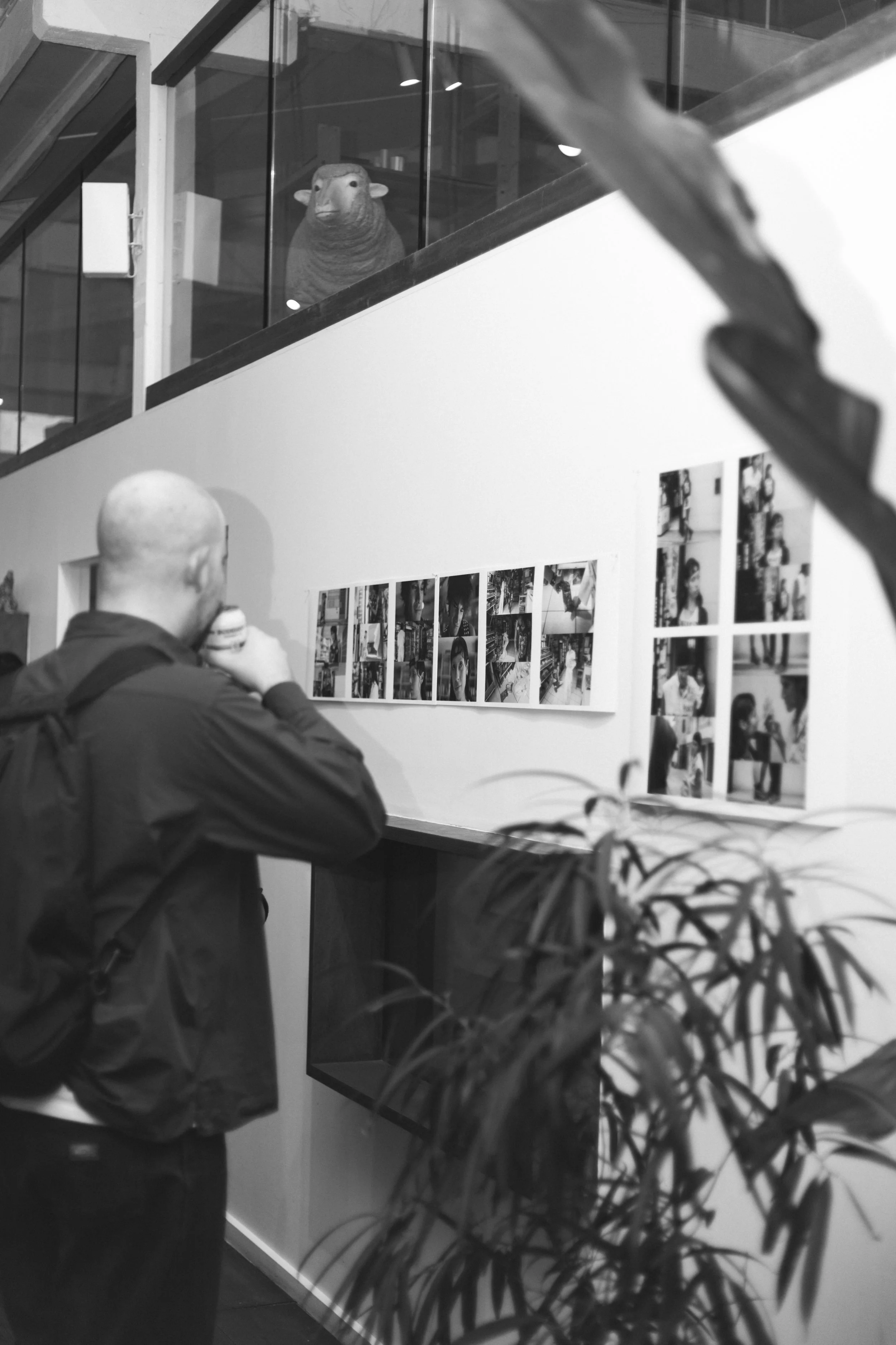 A man with a bald head and headphones on, standing in an art gallery, looking at black and white photographs on the wall. A plant is in the foreground. In the background, a display case shows a life-sized sheep head model.