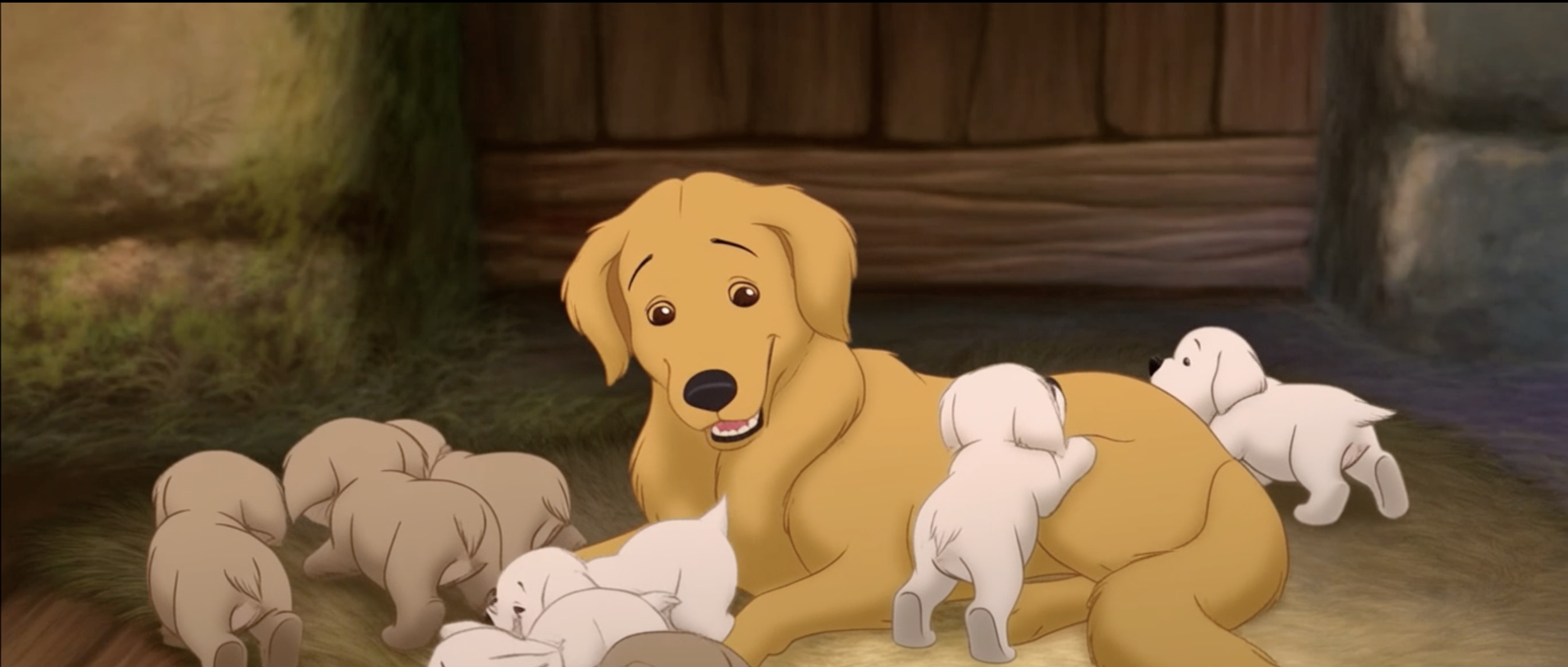 Puppy News: Sammy Welcomes 9 Golden Retriever Puppies
