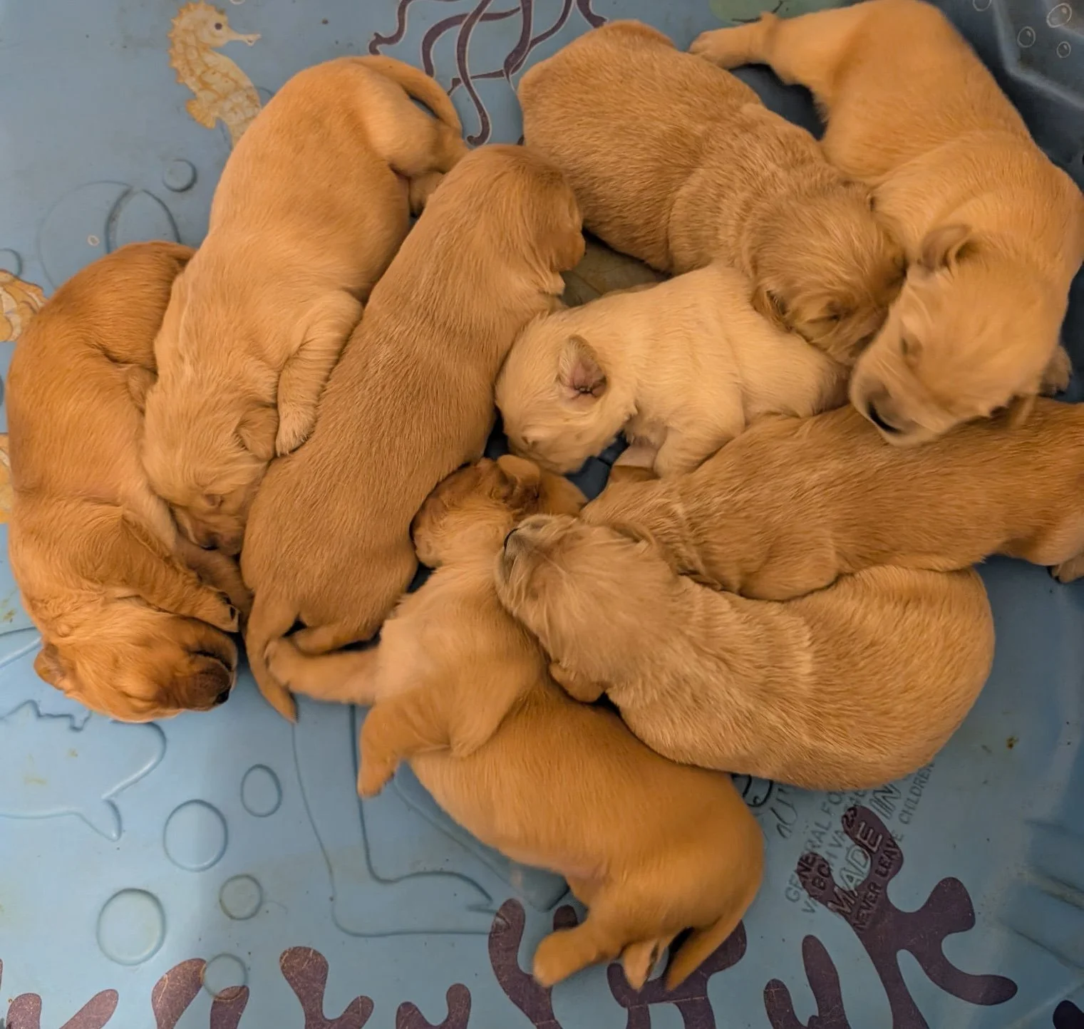 Golden Retriever Puppy Development: Days 13–21