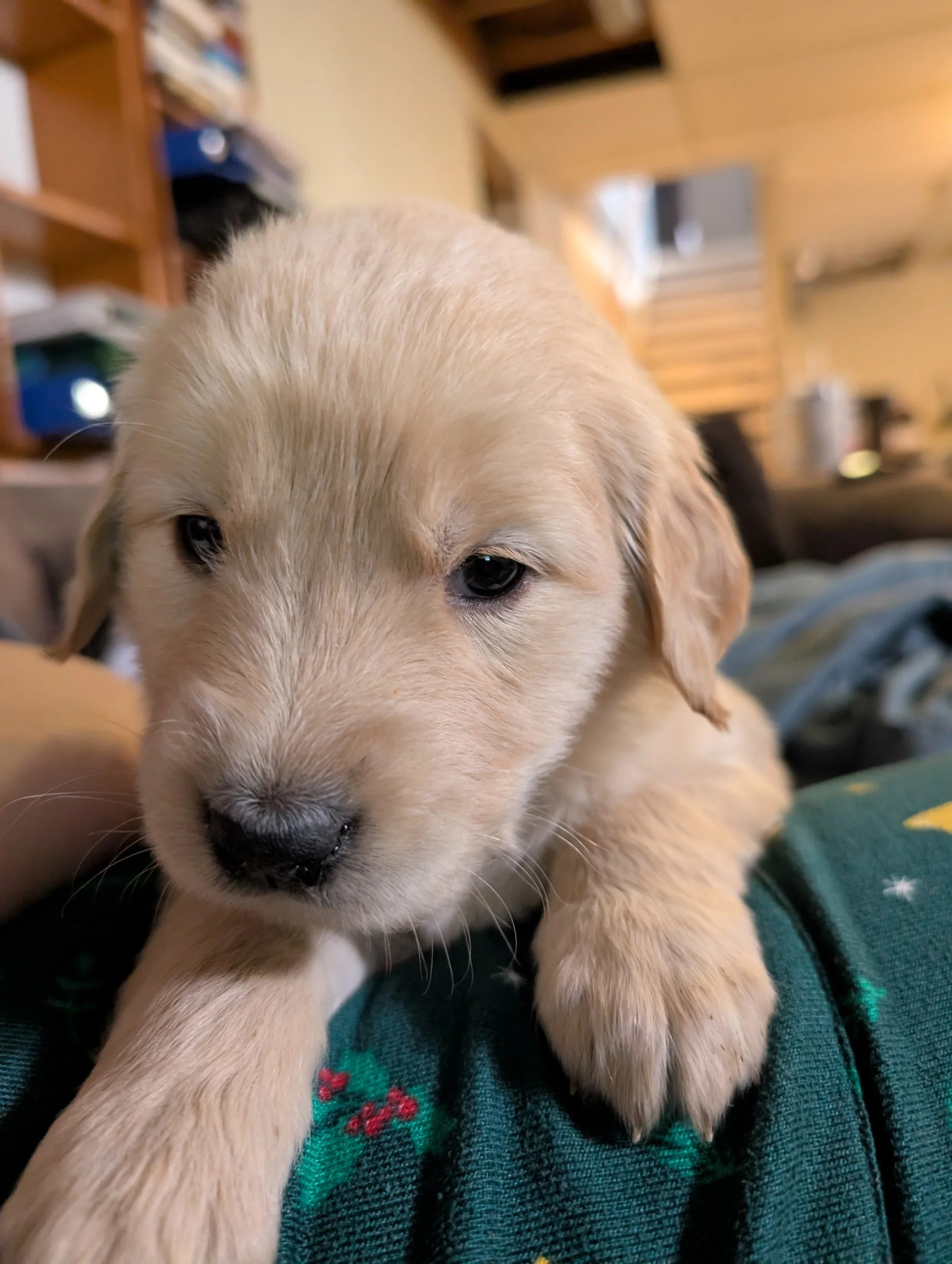 Only Three Golden Retriever Puppies Still Available!