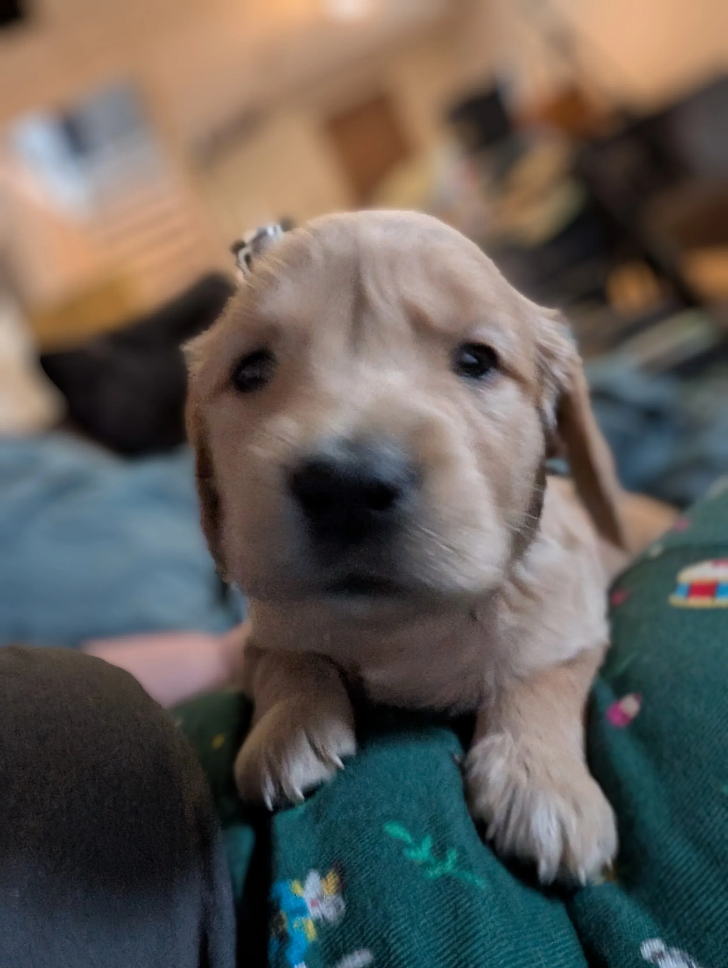 🐾 Litter Update: Golden Retriever Puppies Are Going Fast! 🐾