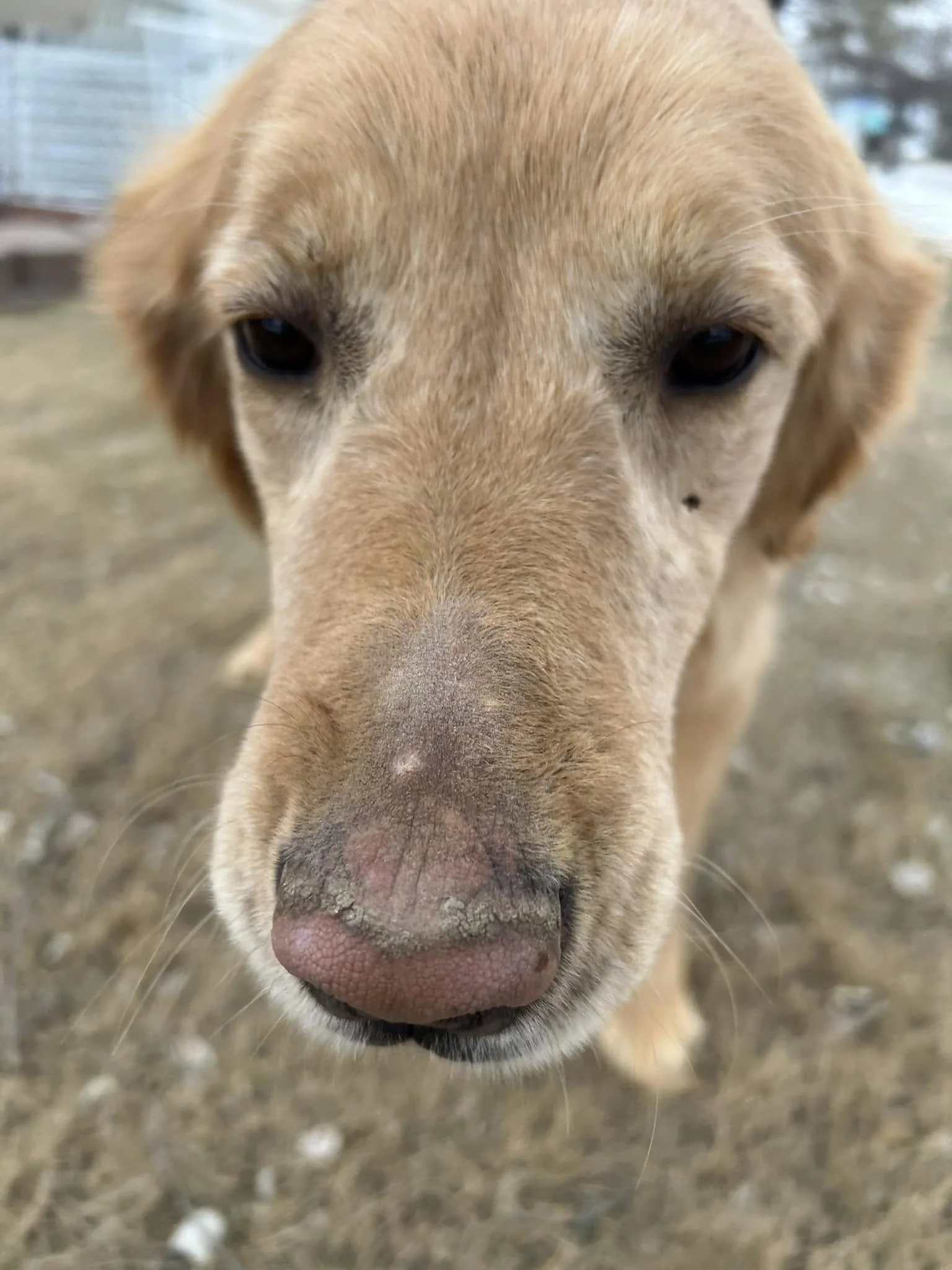 Meet Sammy: A Sweet Girl Ready for Her Next Chapter