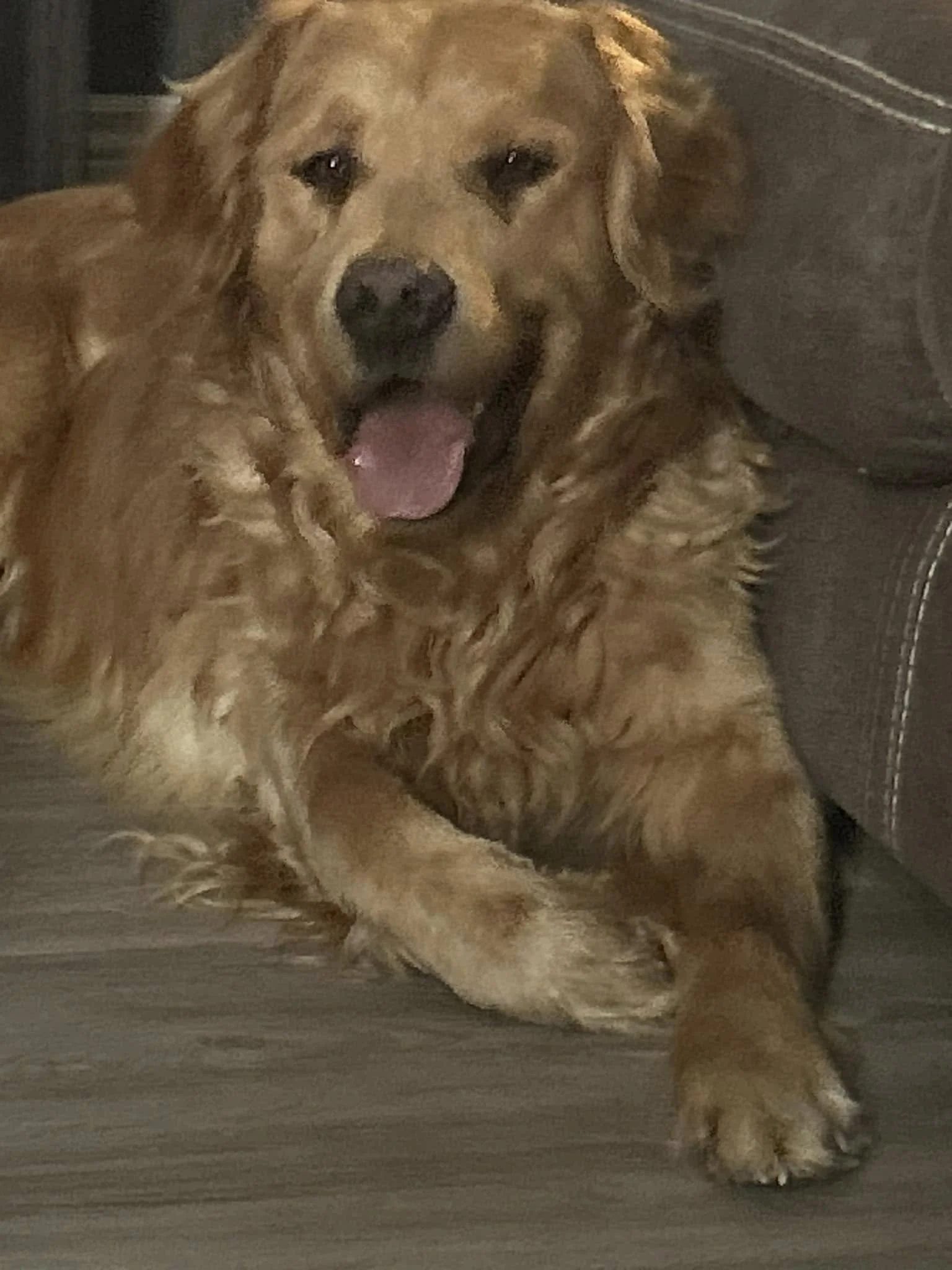 Finding the Perfect Home for Charlie: AKC Golden Retriever
