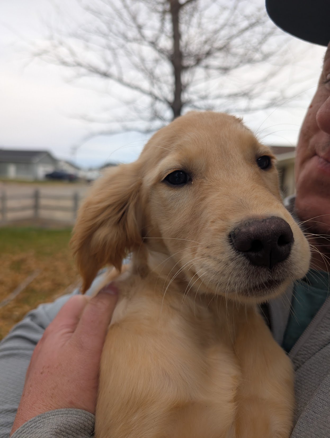 Orange Collar Puppy