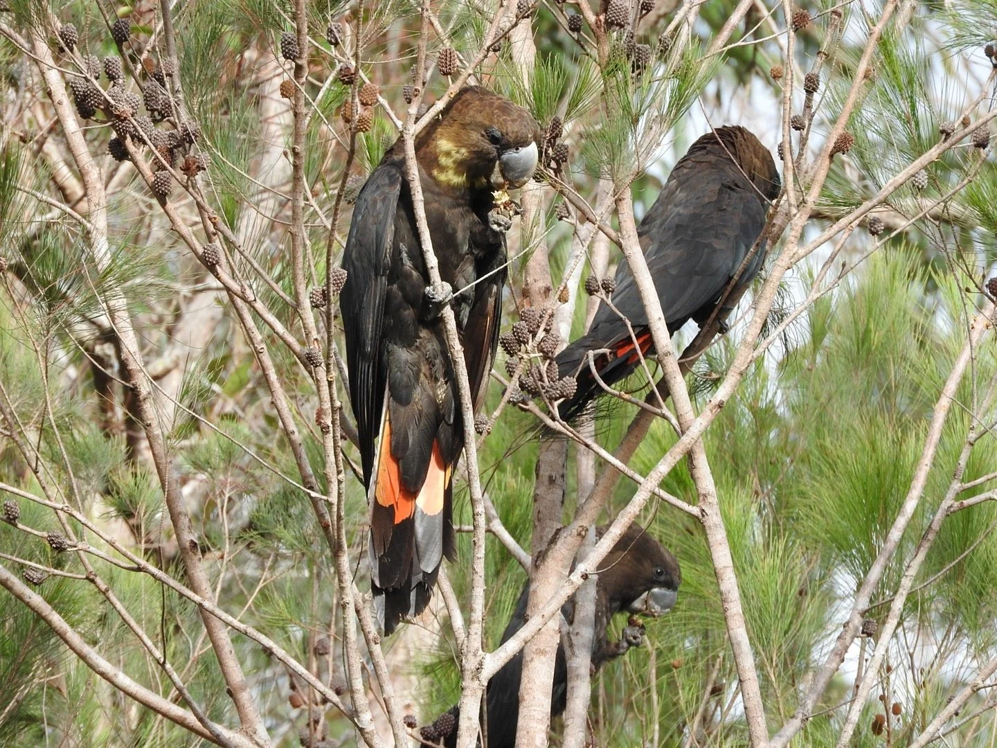 The family of Glossy's that was the catalyst of WPCV