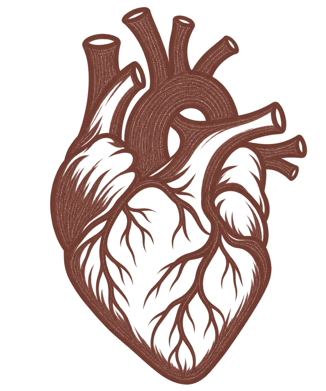 Digital illustration of an anatomical human heart with detailed arteries and veins.