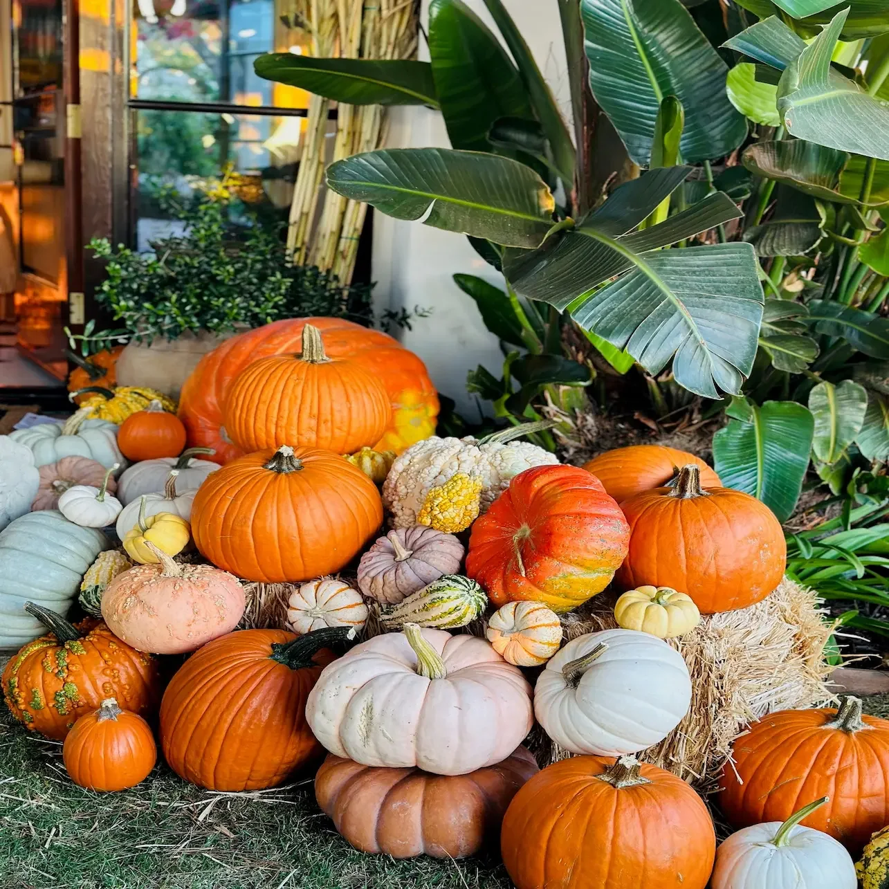 pumpkins in front of home in Los Angeles