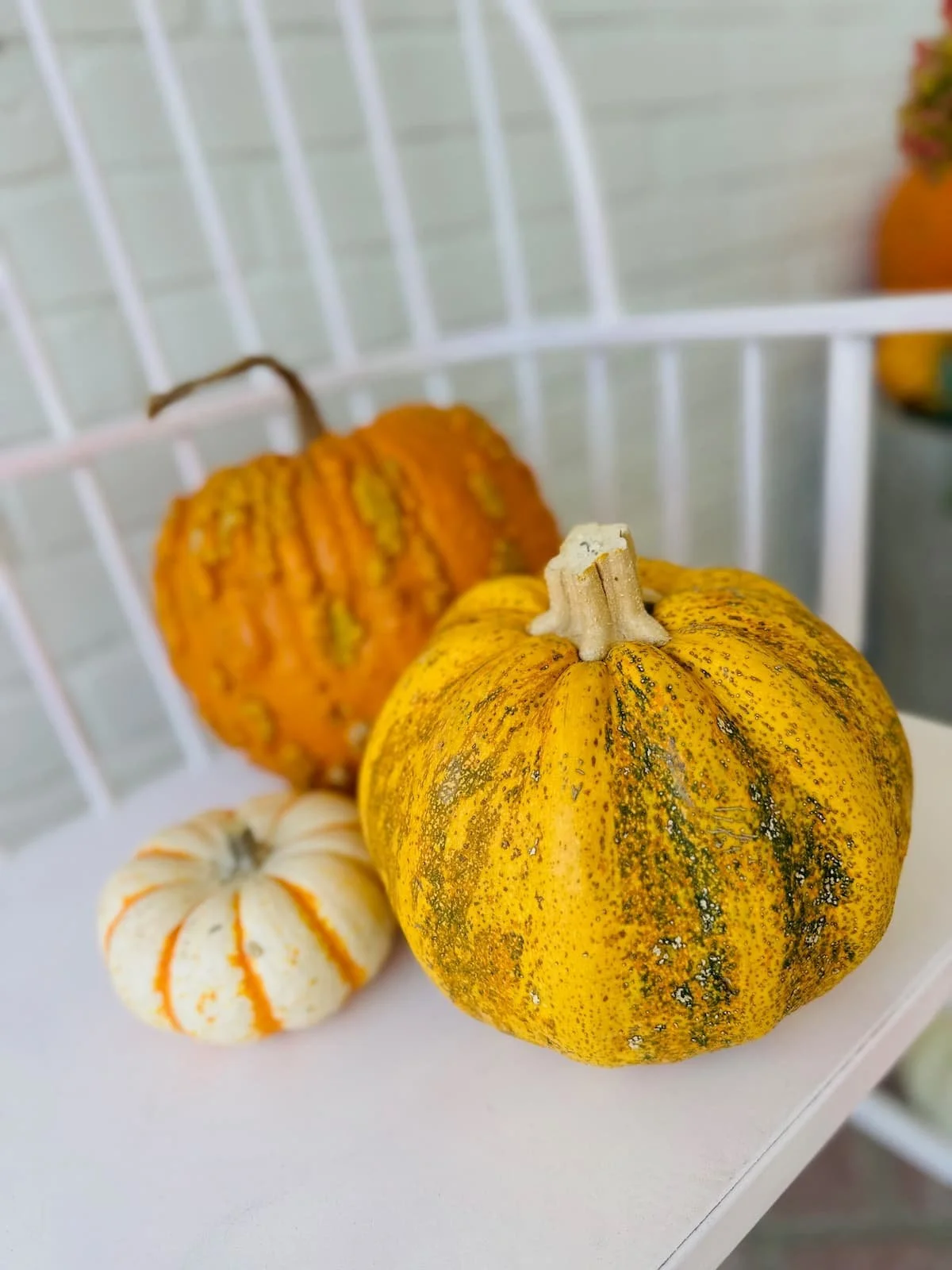 Maison Pumpkin - Petite Package pumpkins atop a bench out on a front porch