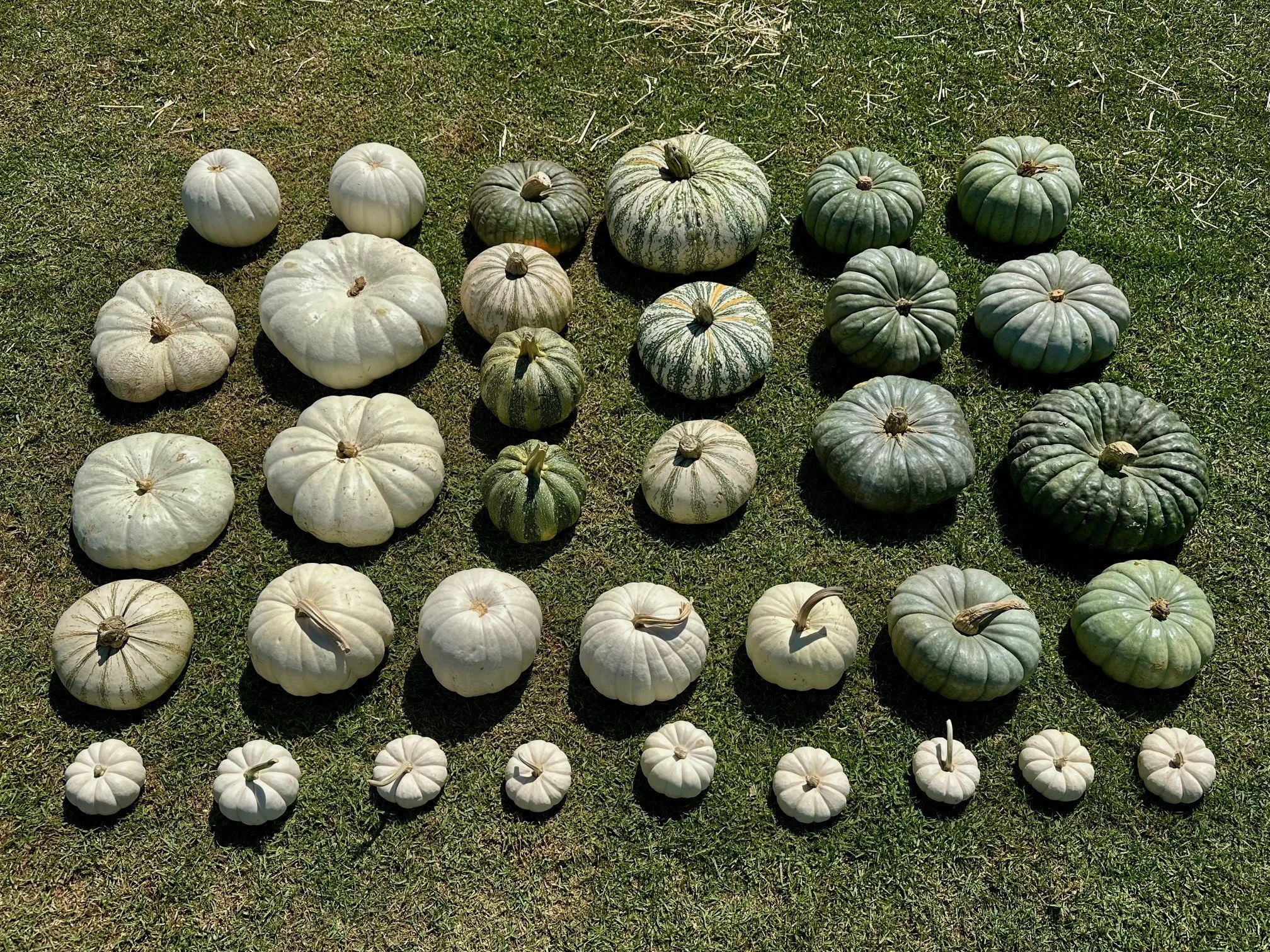 Maison Pumpkin - blanc package included pumpkins and gourds