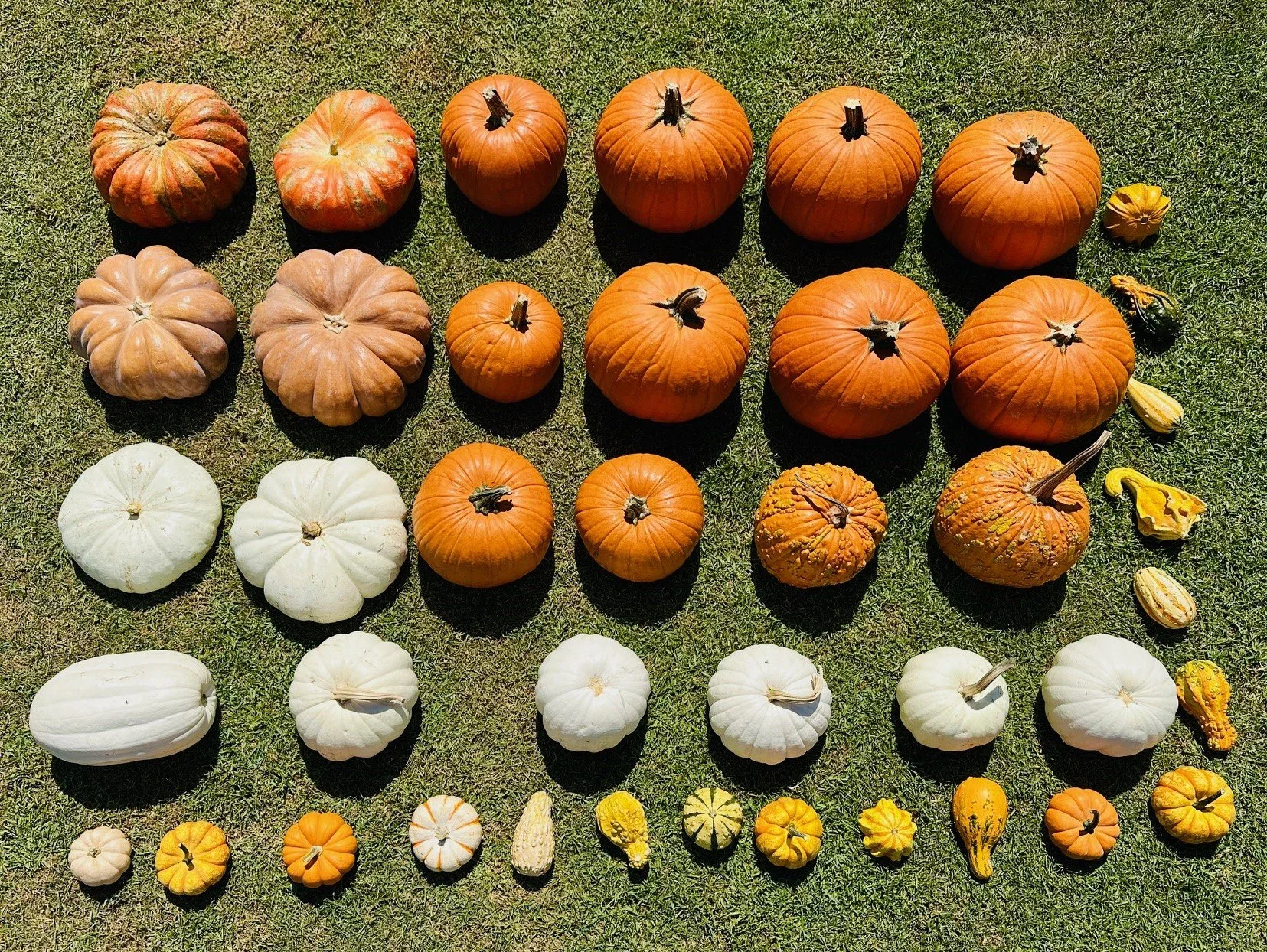 Maison Pumpkin - Premiere Package included pumpkins and gourds
