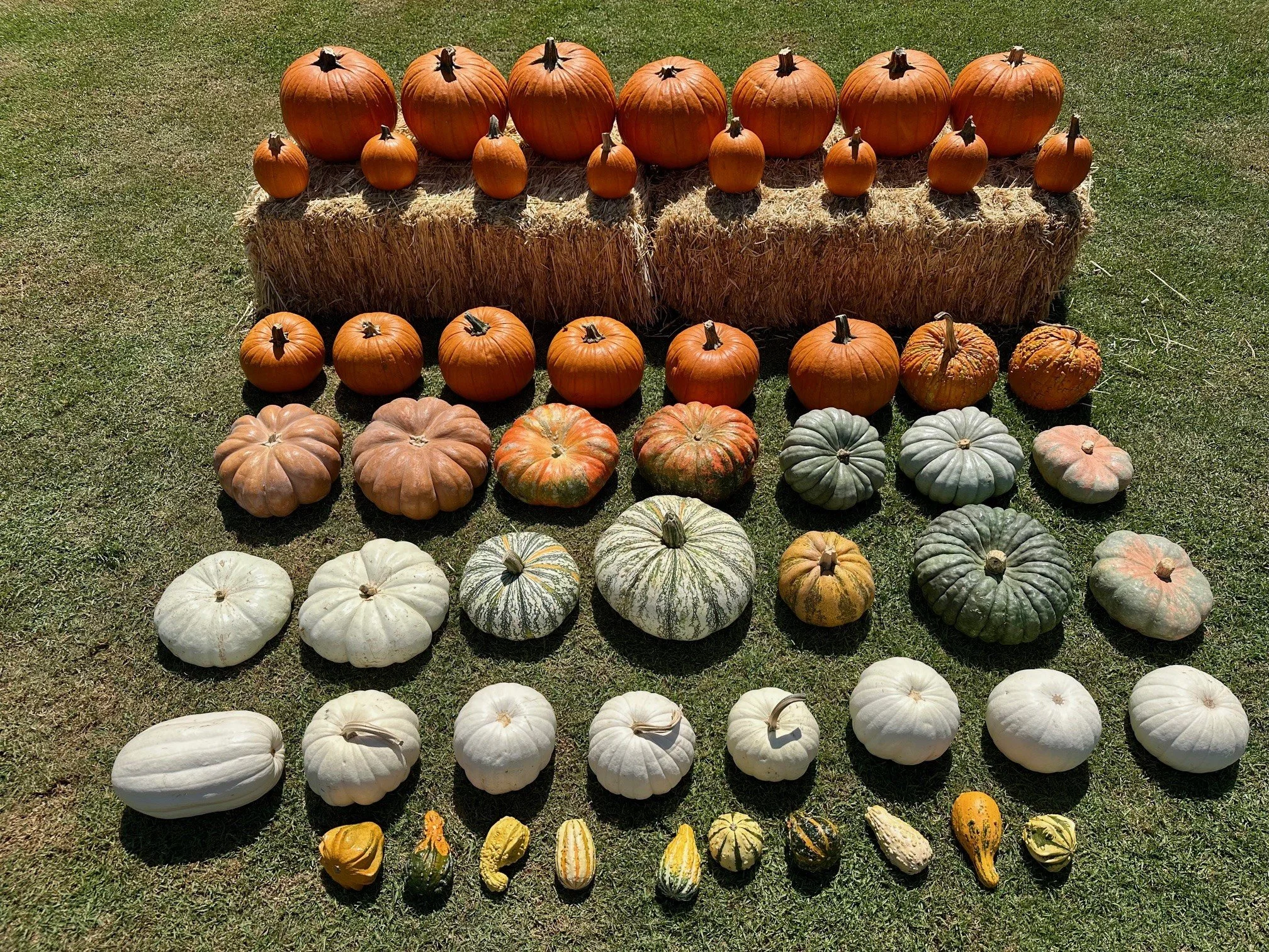 Maison Pumpkin - Classic Package included pumpkins gourds and hay bales