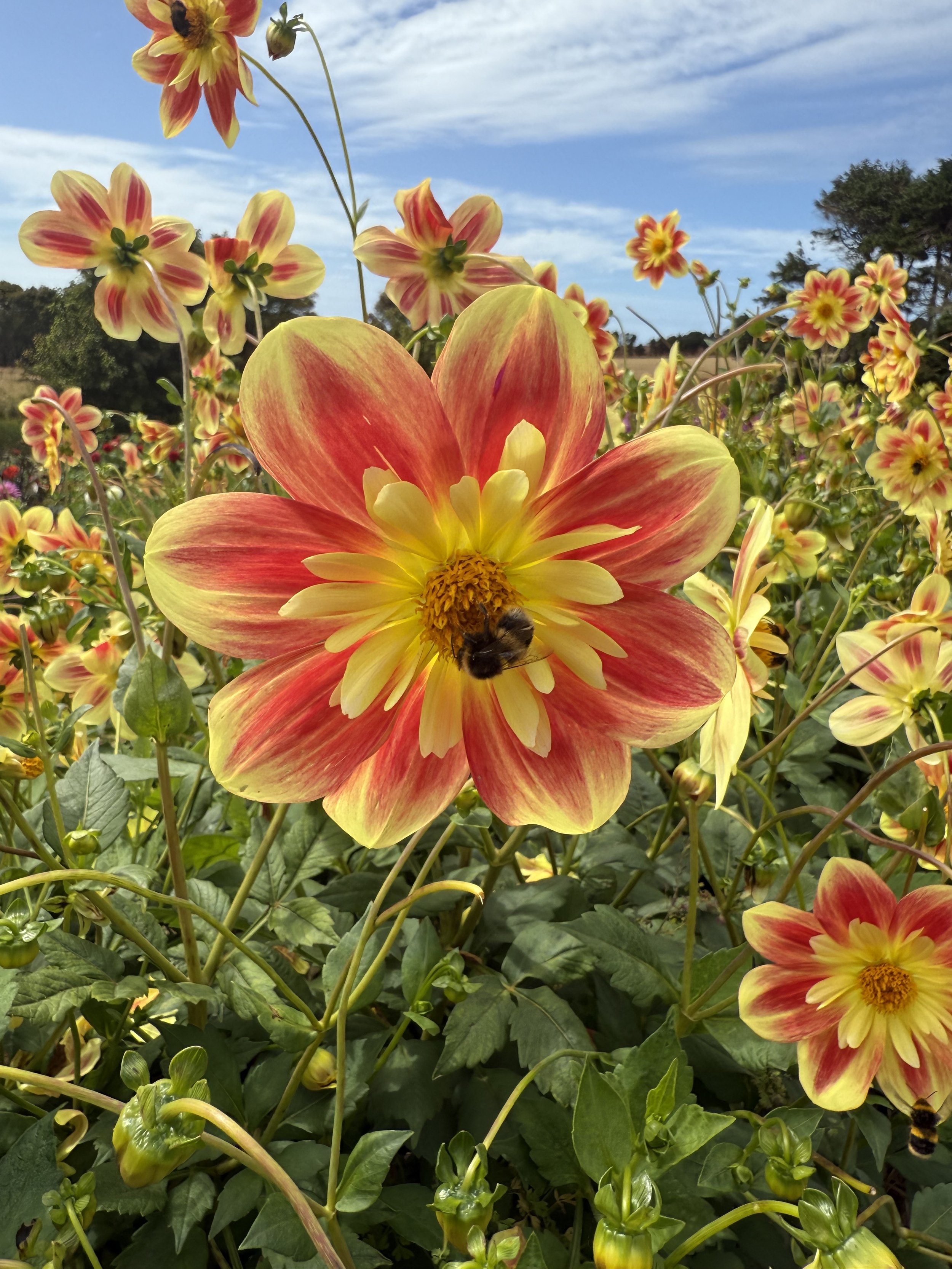 Close-up of a vibrant red and yellow dahlia flower with a bee collecting nectar, surrounded by a field of similar flowers under a partly cloudy sky.