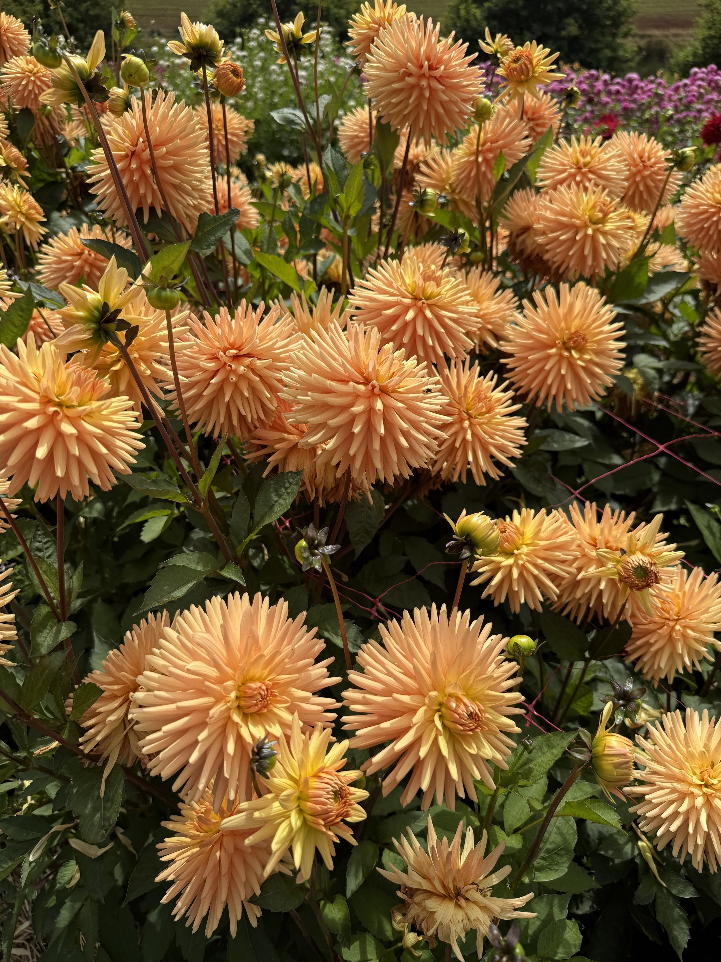 Cluster of peach-colored dahlias with spiky petals in a garden, surrounded by green foliage and some other flowering plants in the background.