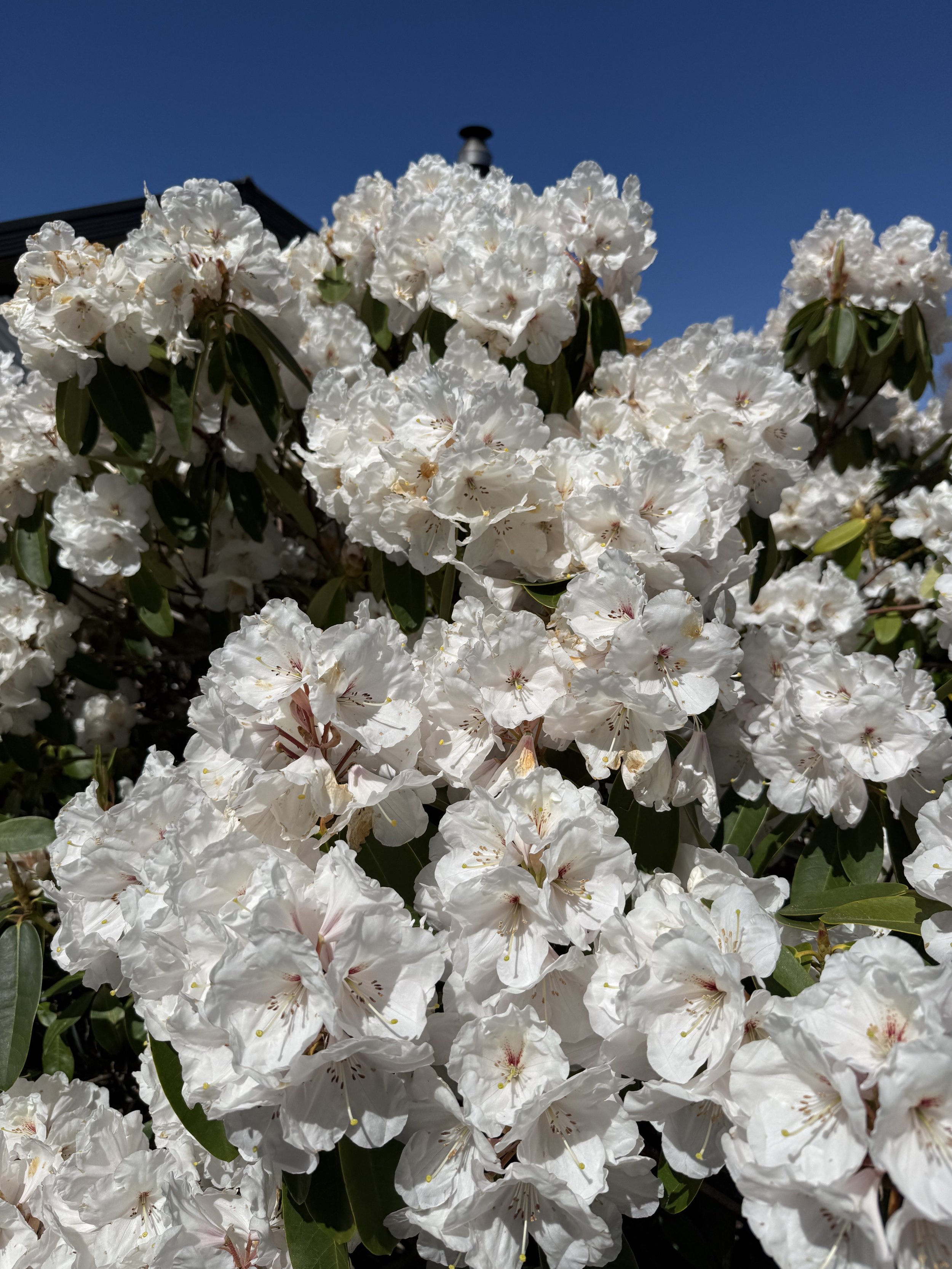 Close-up of white rhododendron flowers against a clear blue sky.