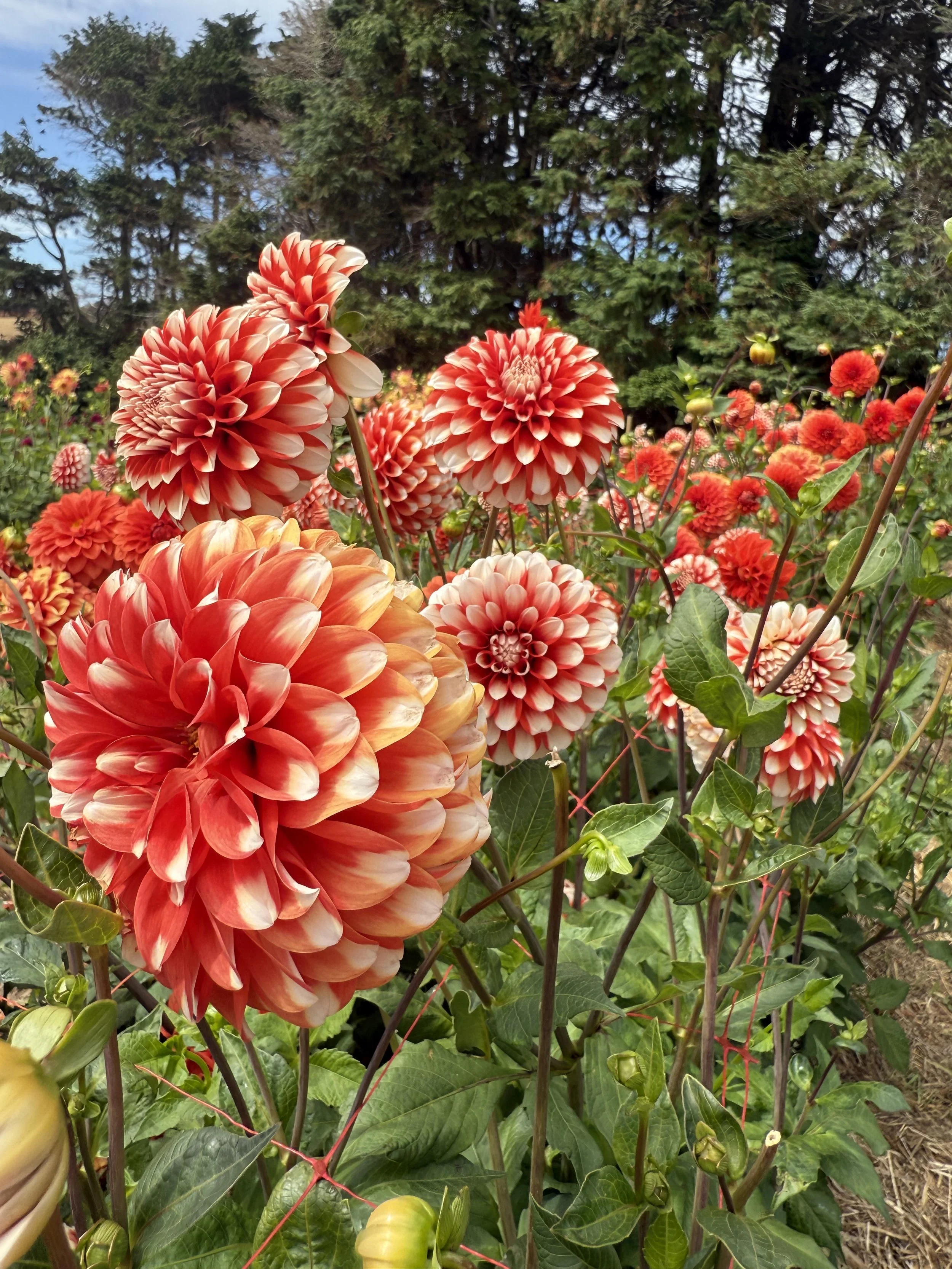 Bright red and white dahlias in a garden with trees in the background