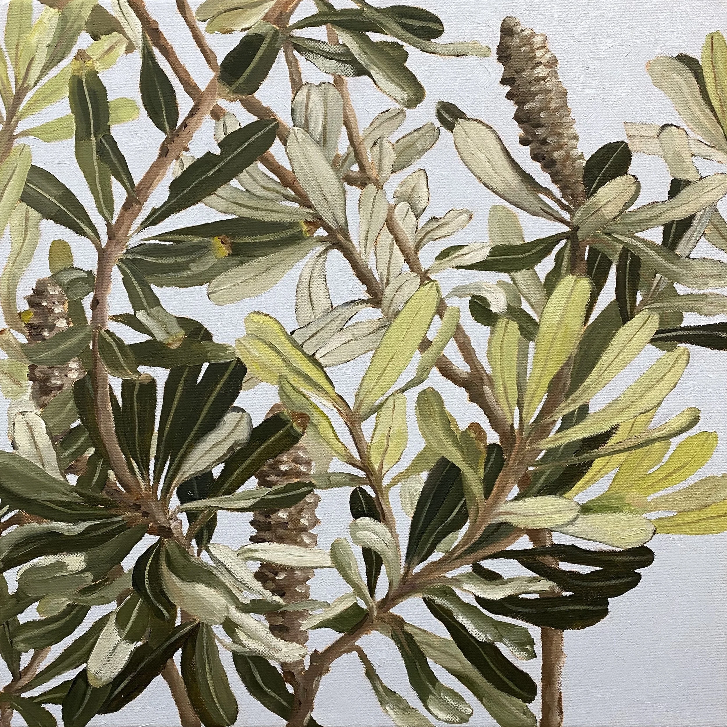 Banksia Foliage II, 40 x 40cm Oil on Canvas Available at The Moree Gallery