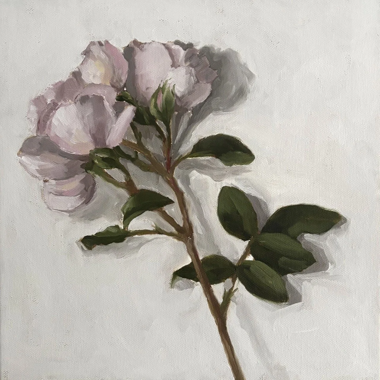 White Roses