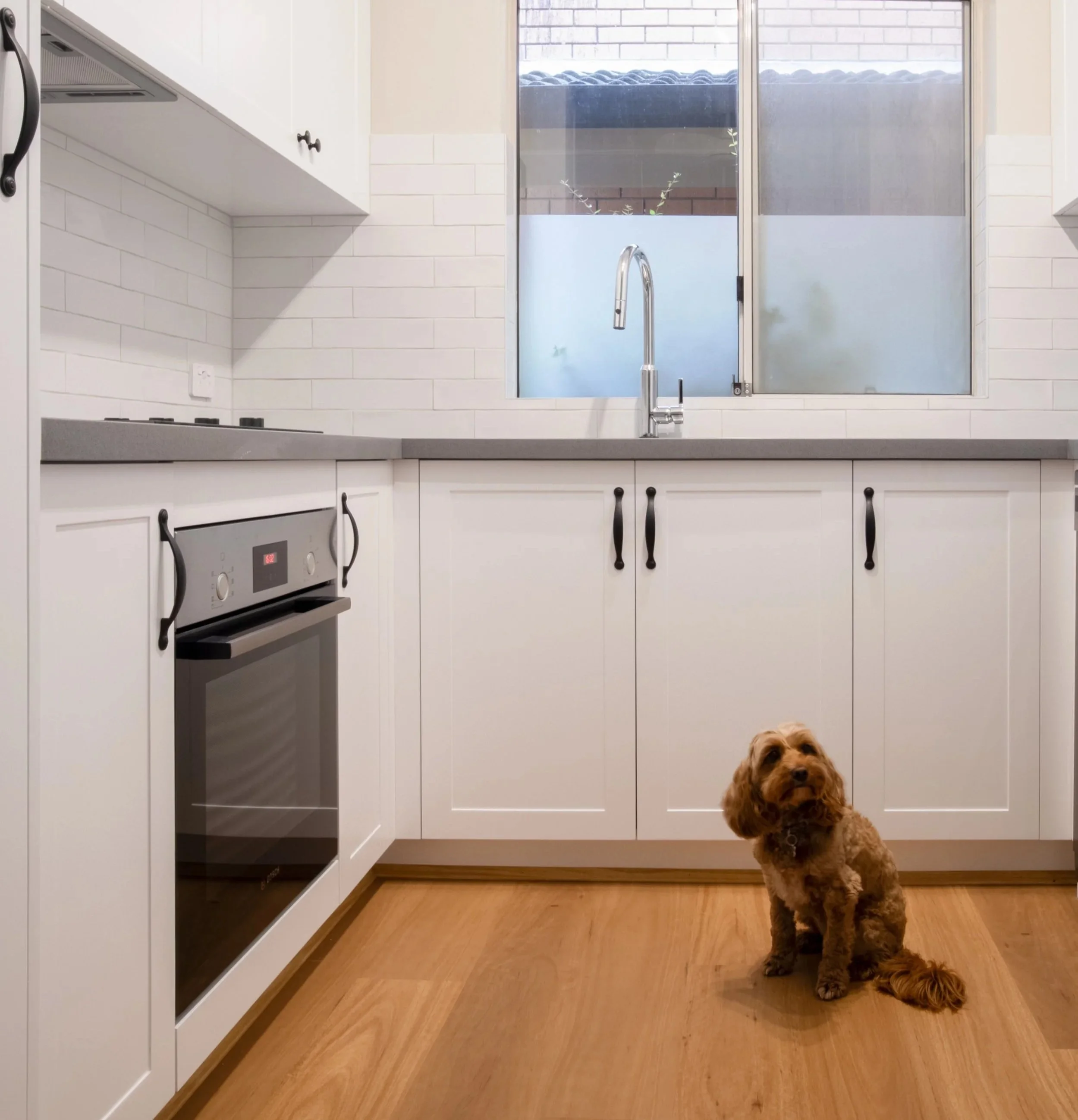 A small brown dog sitting on a wooden floor in a modern white kitchen with cabinets, a grey countertop, and a window above the sink.