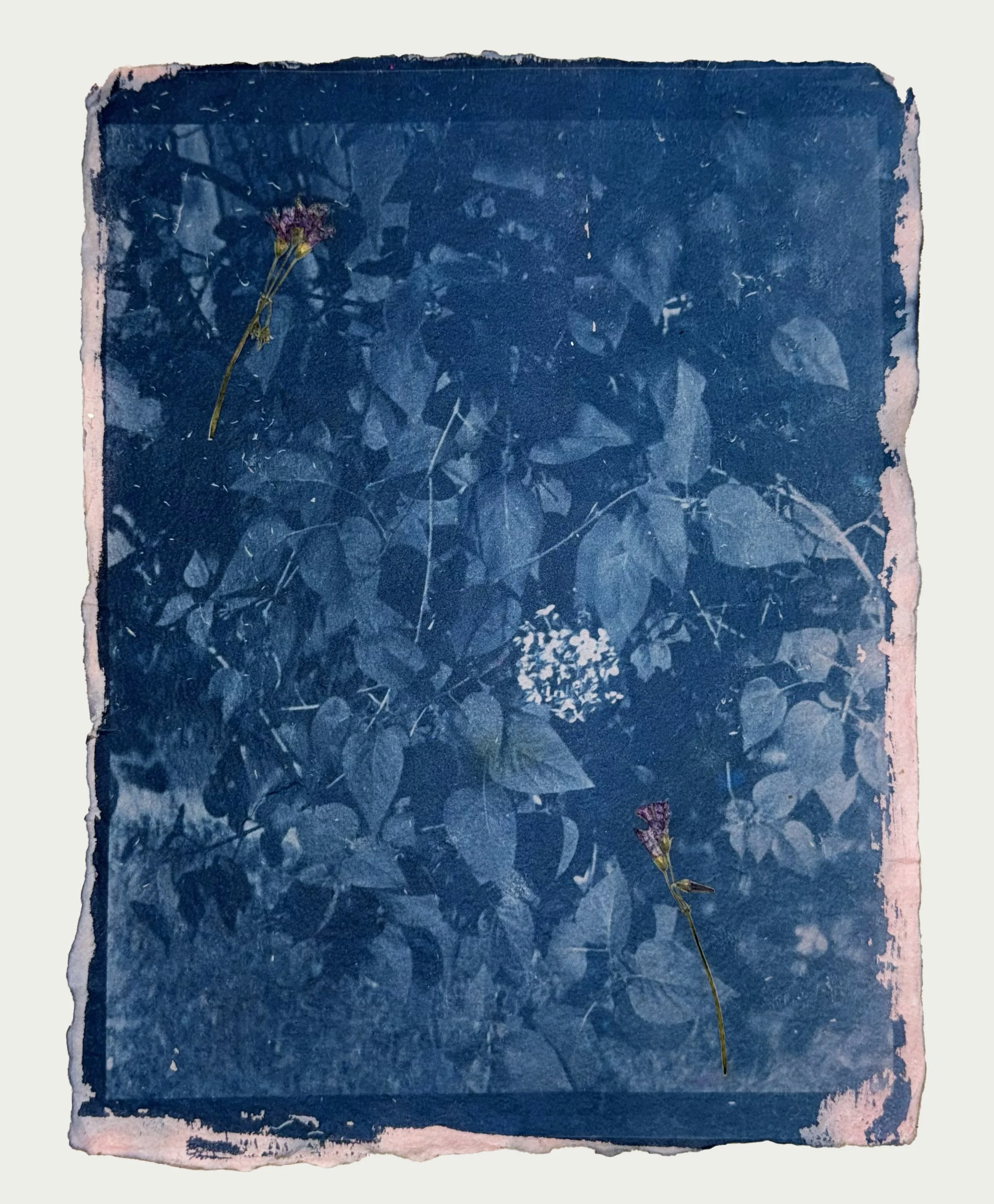 cyanotype on handmade cotton paper with violet inclusions, 11 x 8.5 in.
