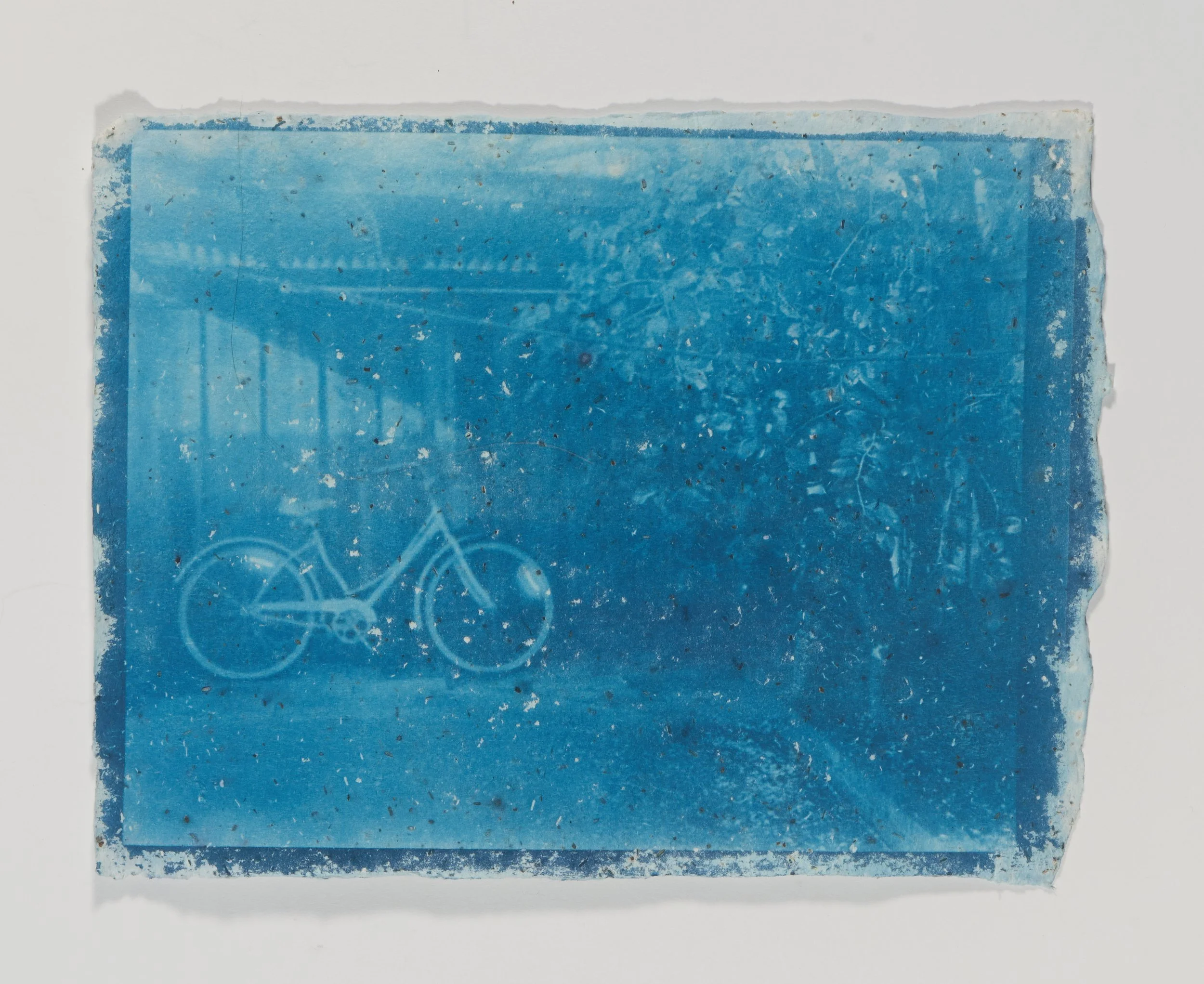 cyanotype on handmade cotton paper with loose elderberry lemon balm tea inclusions, 8.5 in x 11 in.