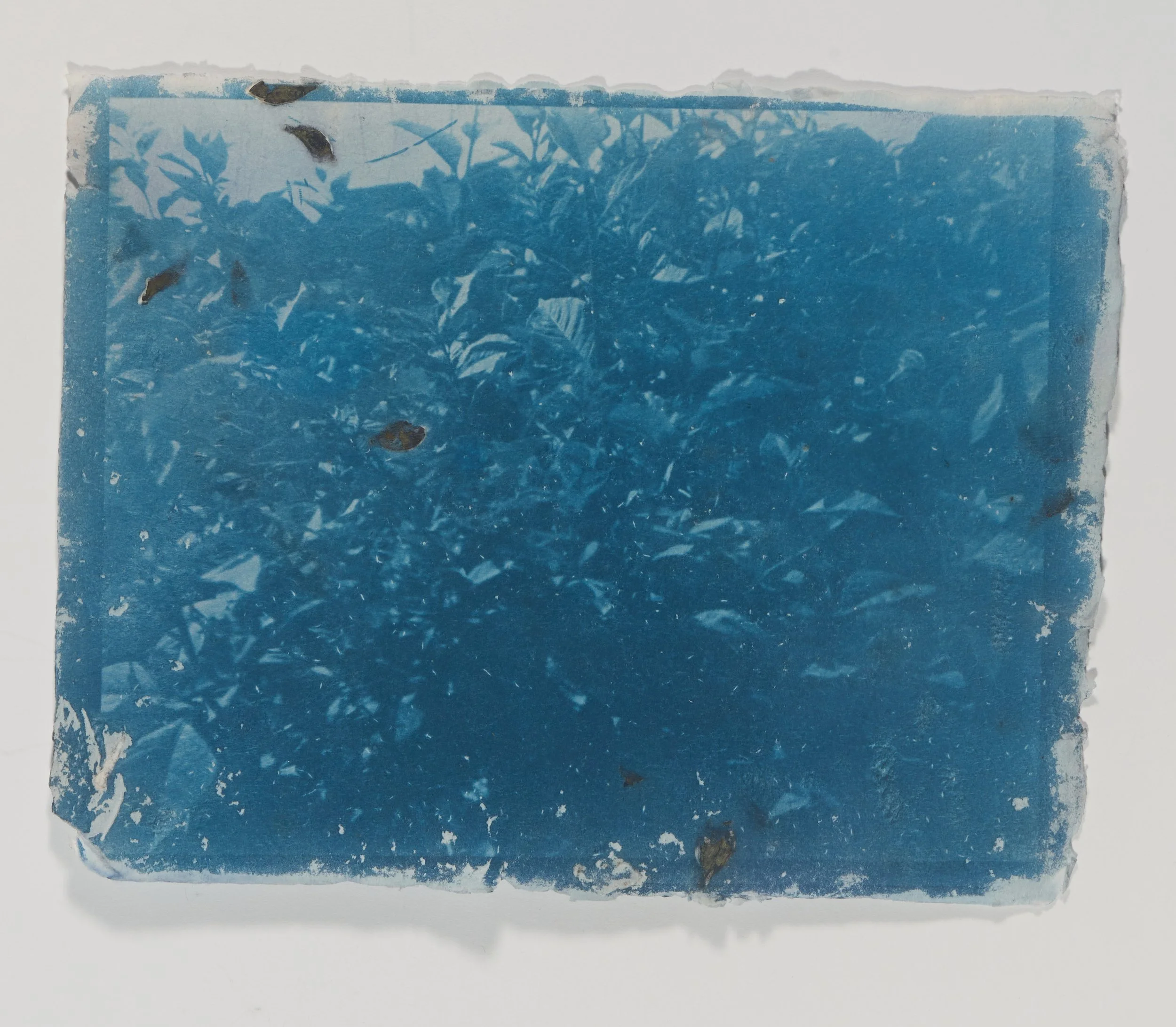 cyanotype on handmade cotton paper with pineberry inclusions, 8.5 in x 11 in.
