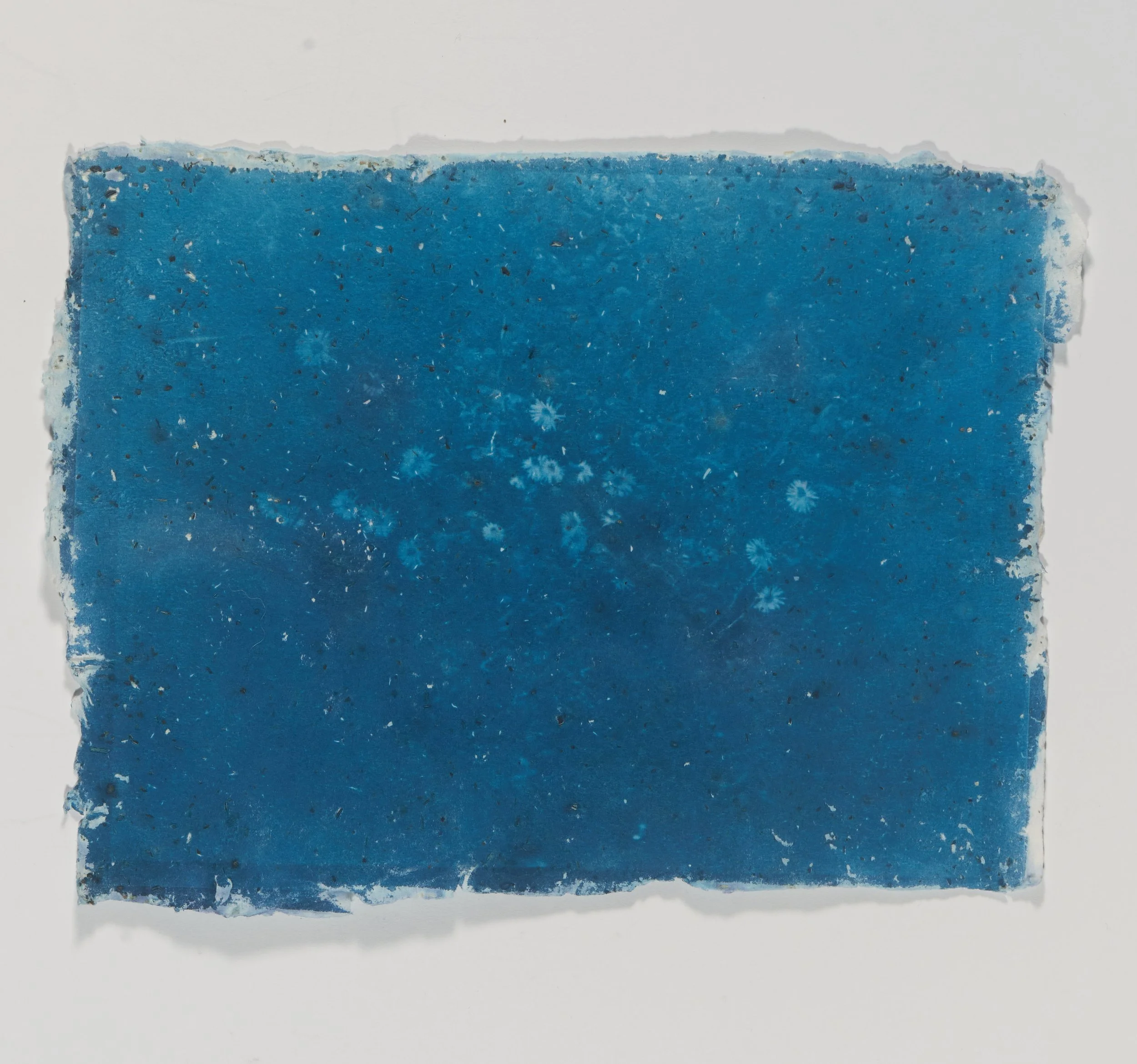 cyanotype on handmade cotton paper with loose green tea inclusions, 8.5 in x 11 in.
