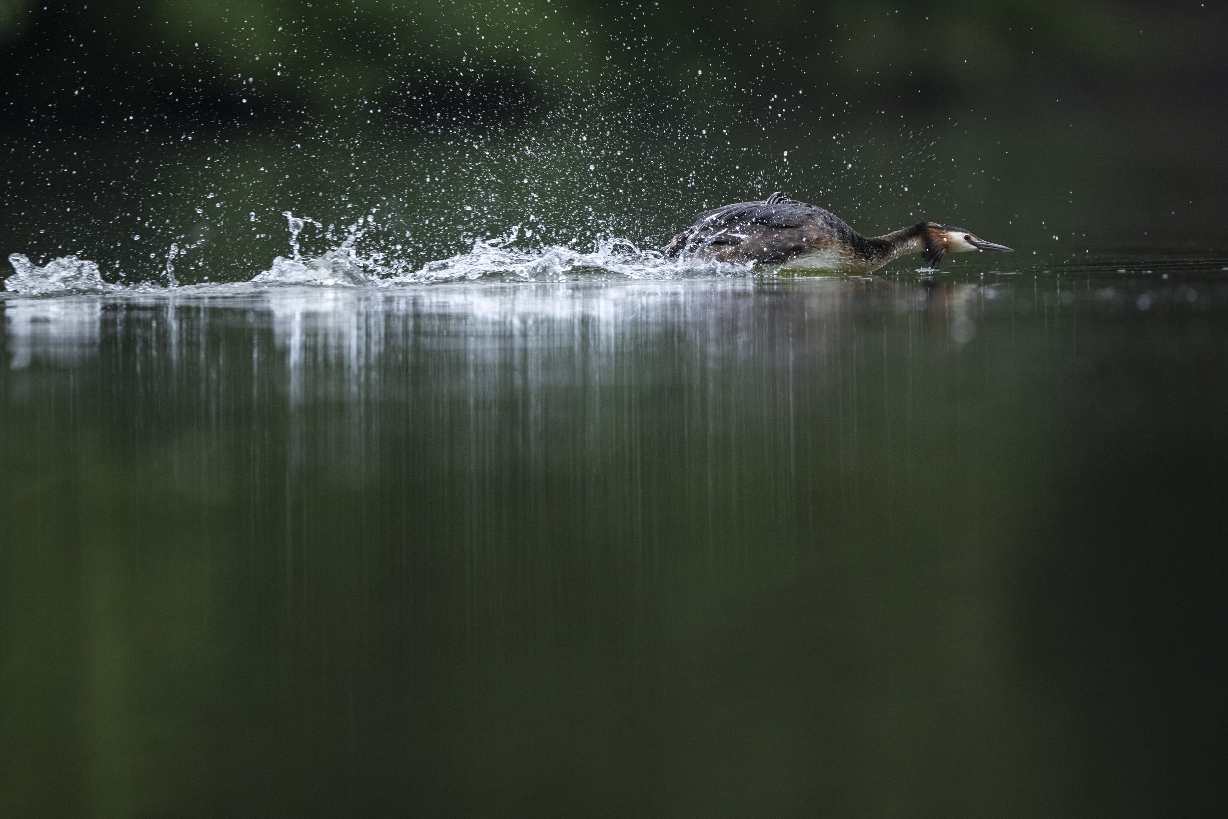 Grebe 32.jpg