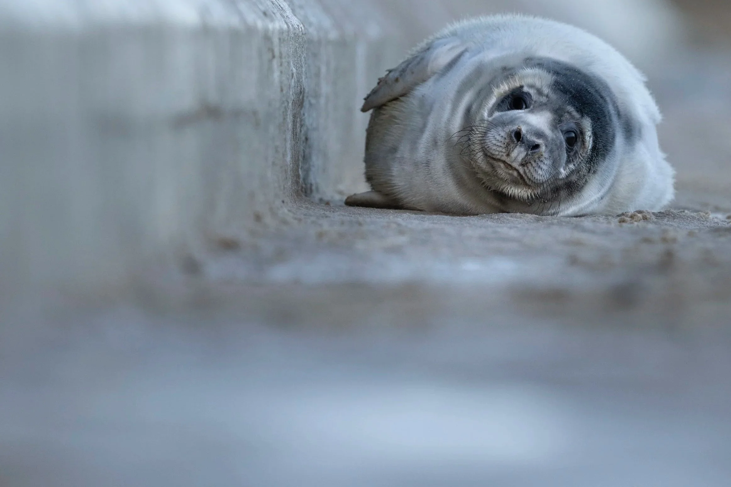 Seal pup along the Norfolk Coast.