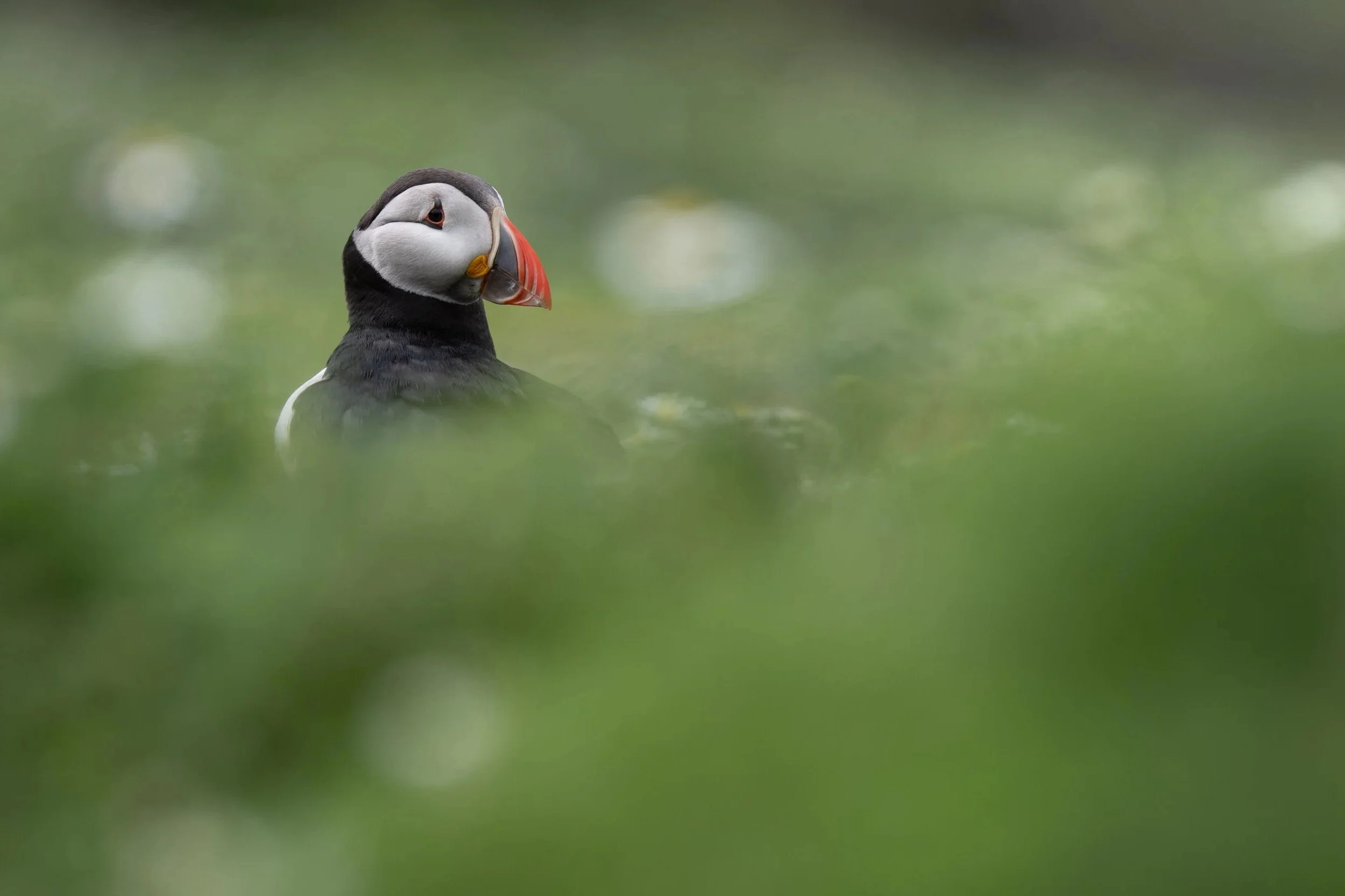 A solitary Puffin surveys the scene along the winding paths of Skomer Island, Pembrokeshire, Wales.