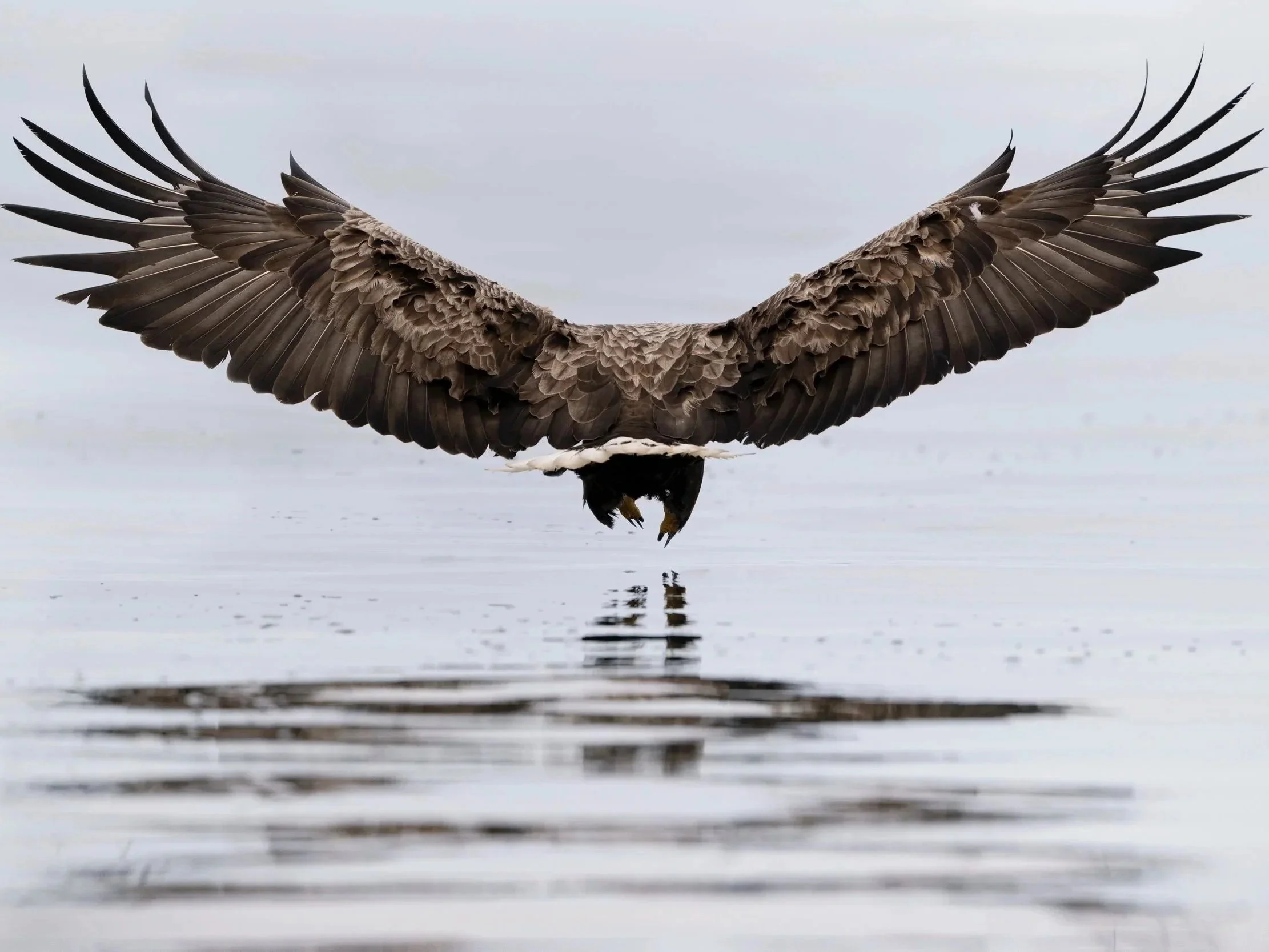 Explore wildlife stories by Suffolk wildlife Photographer, Nick Hurst