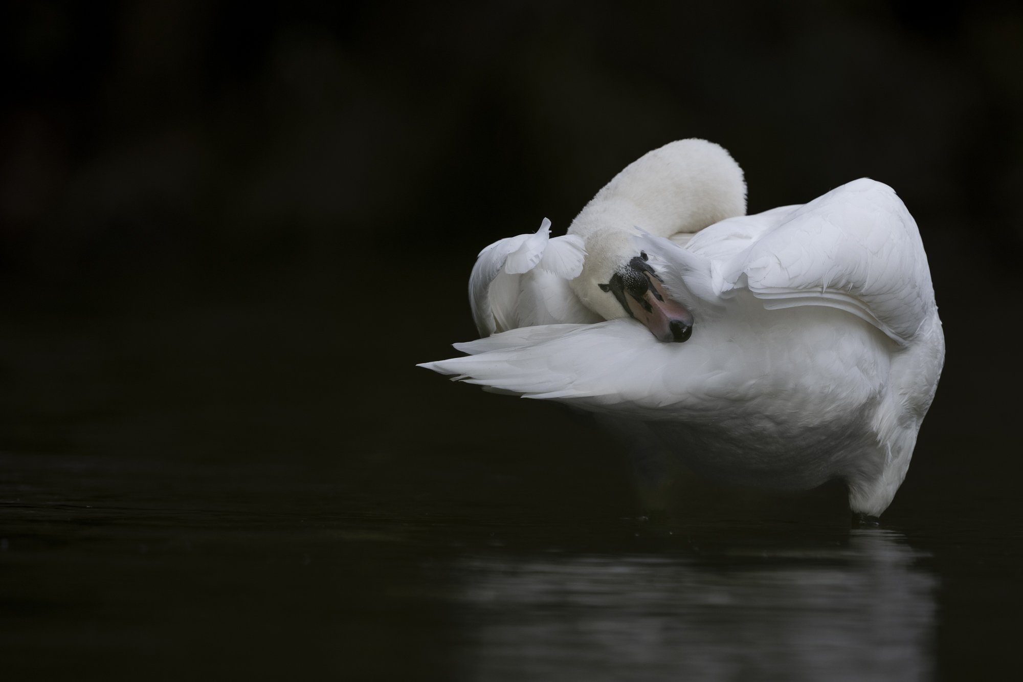 Mute swan preening along the meadow.