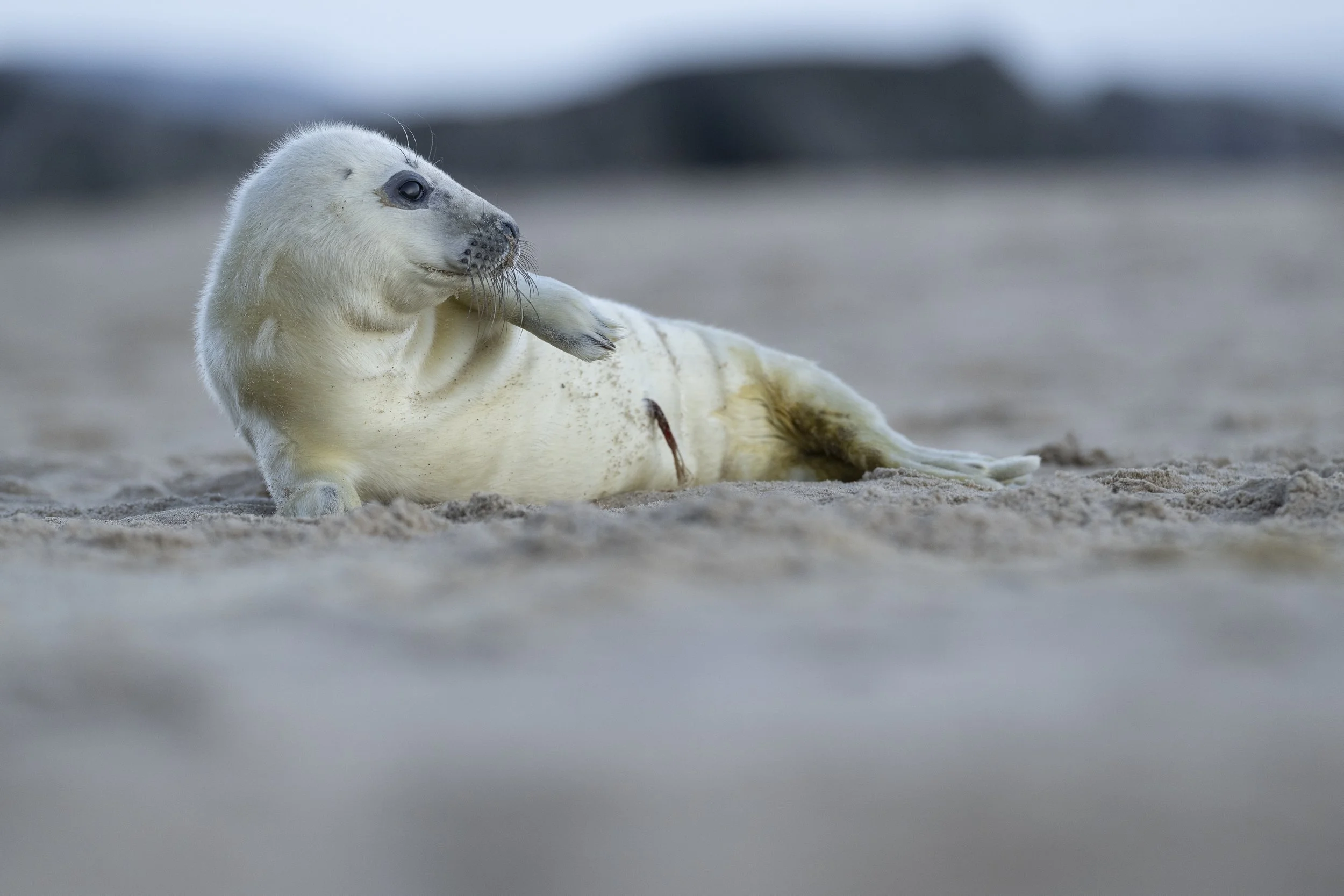 Seal pup along the Norfolk Coast.