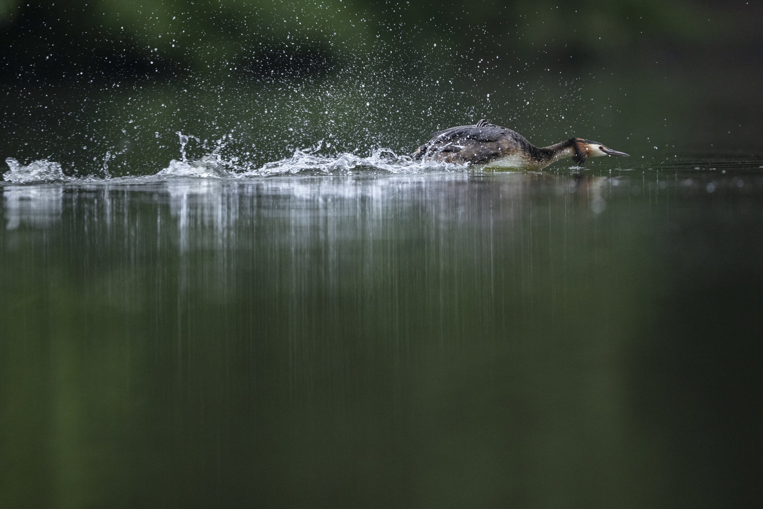 A Great Crested Grebe charges along the water, protecting her territory.