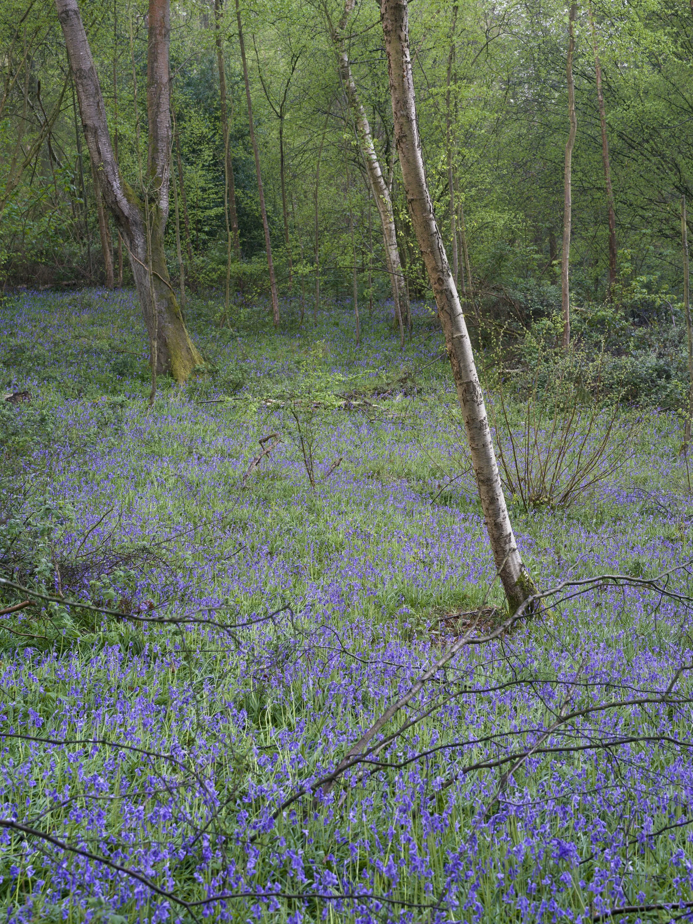 A sea of bluebells celebrate the onset of Spring at Arger Fen, Suffolk.