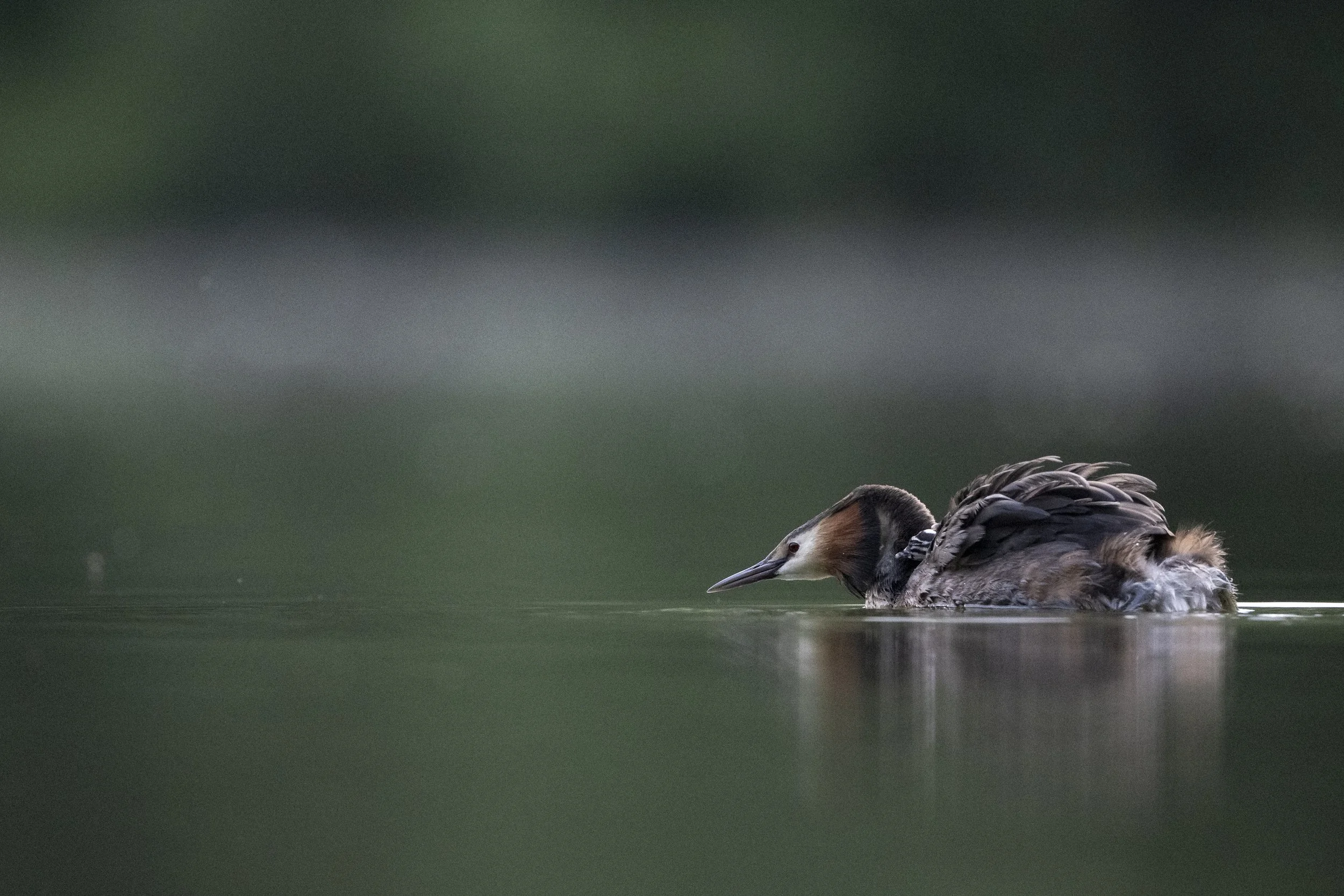 A Great Crested Grebe with her chick patrols the lake at sunrise.