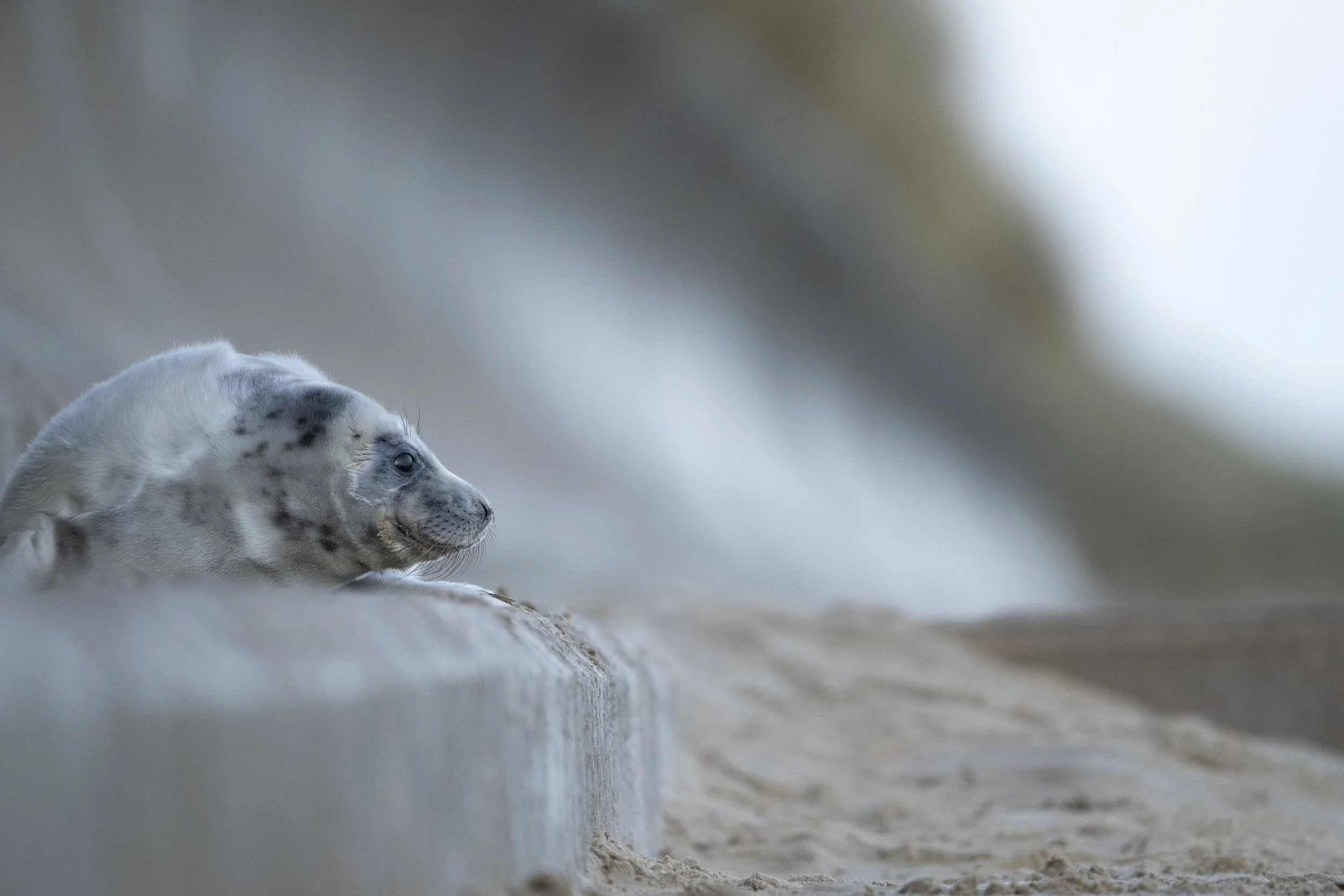 Seal pup along the Norfolk Coast.