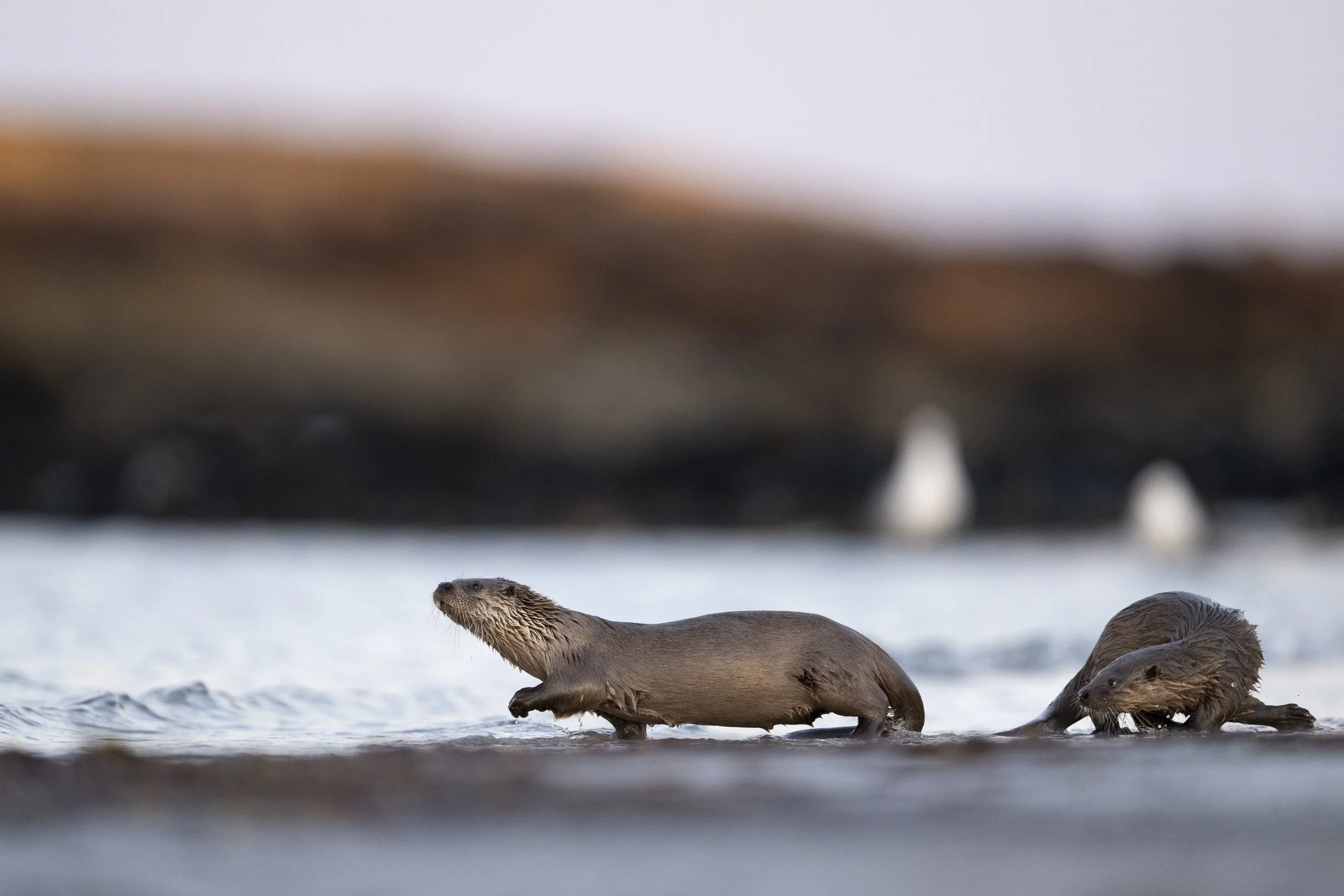 Mother and otter cub, along the North Uist shoreline, Outer Hebrides.