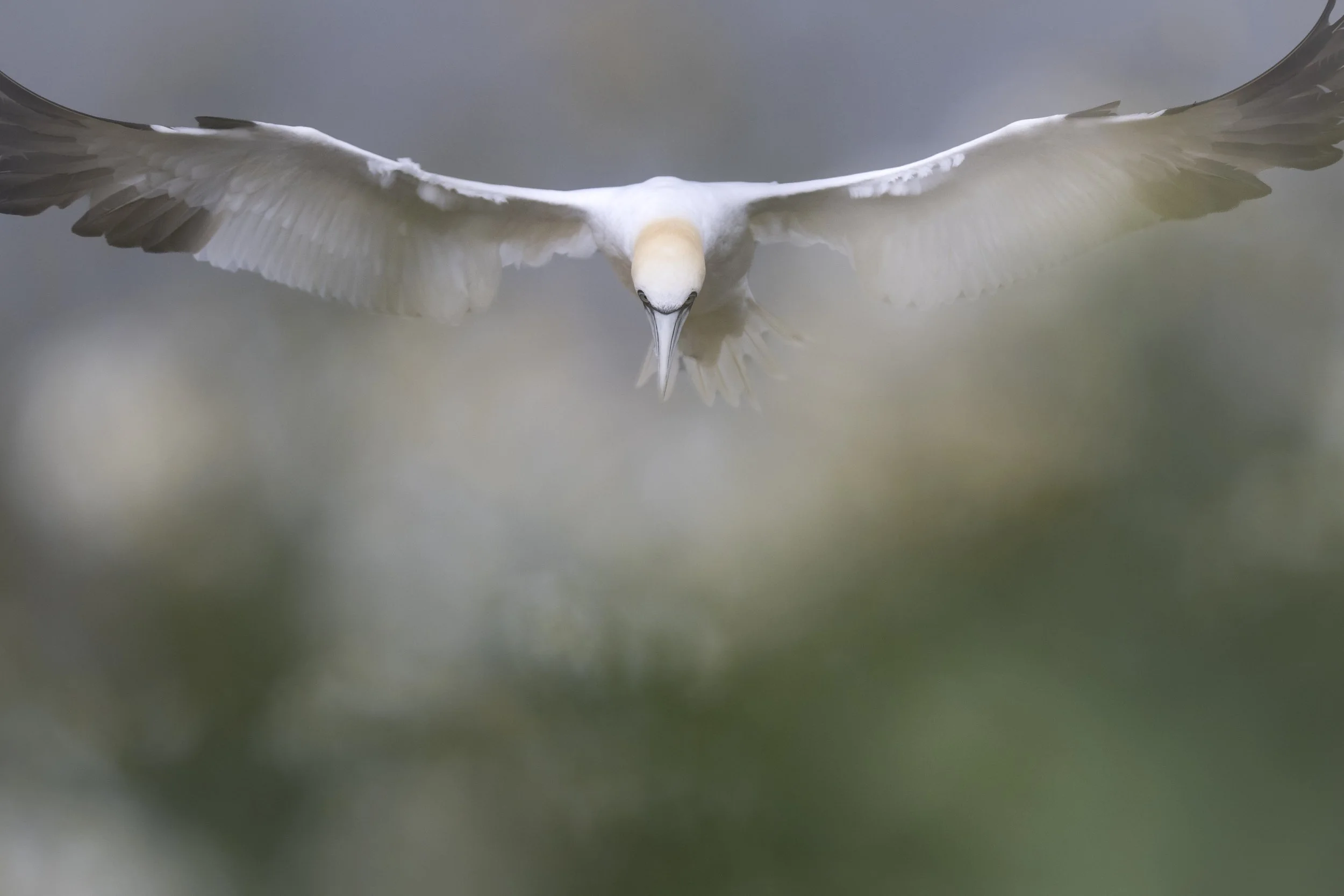 Gannets rise & fall catching the thermals along the cliff face at Bempton. Their grace, & poise is captivating in flight.